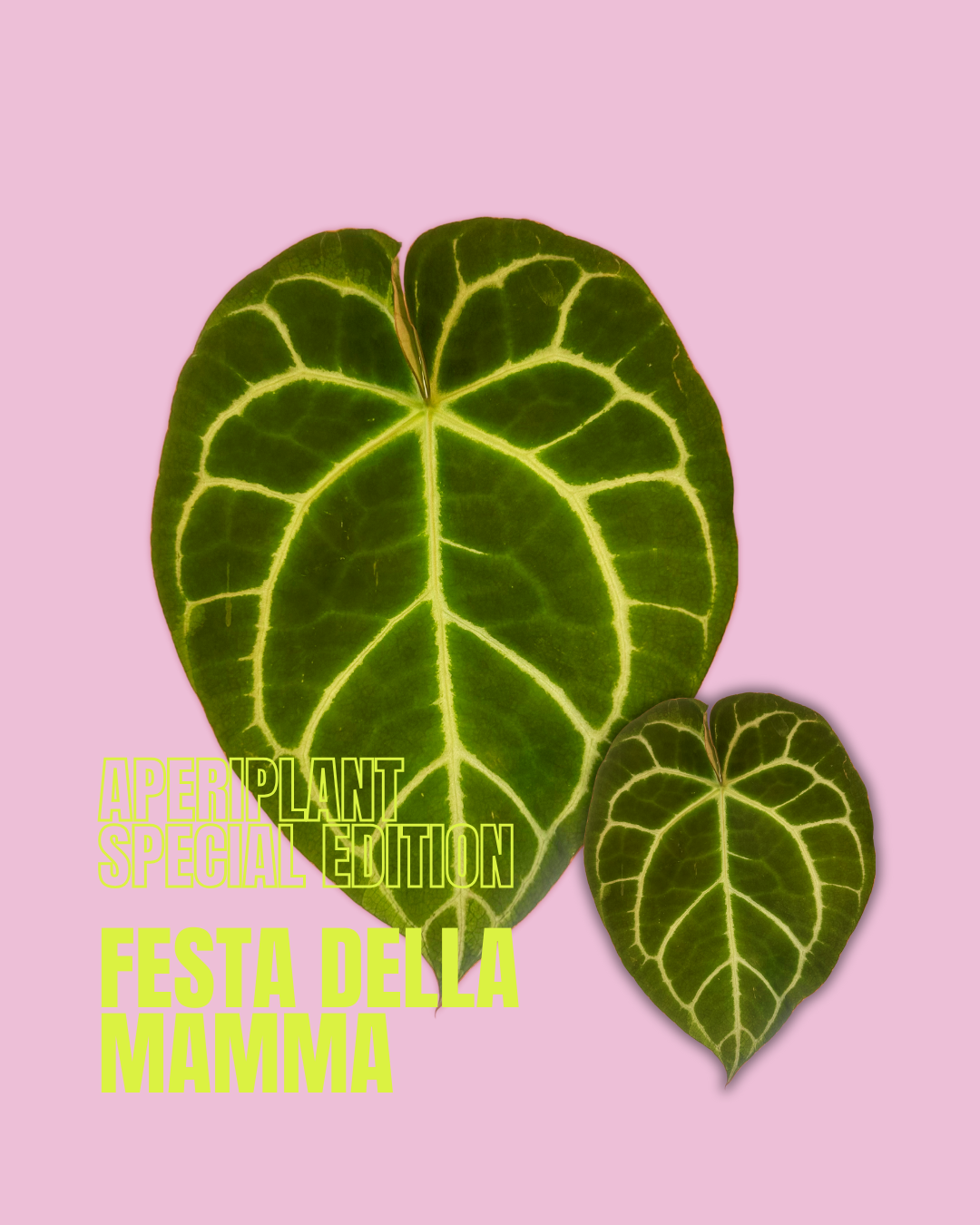 FESTA DELLA MAMMA APERIPLANT SPECIAL EDITION