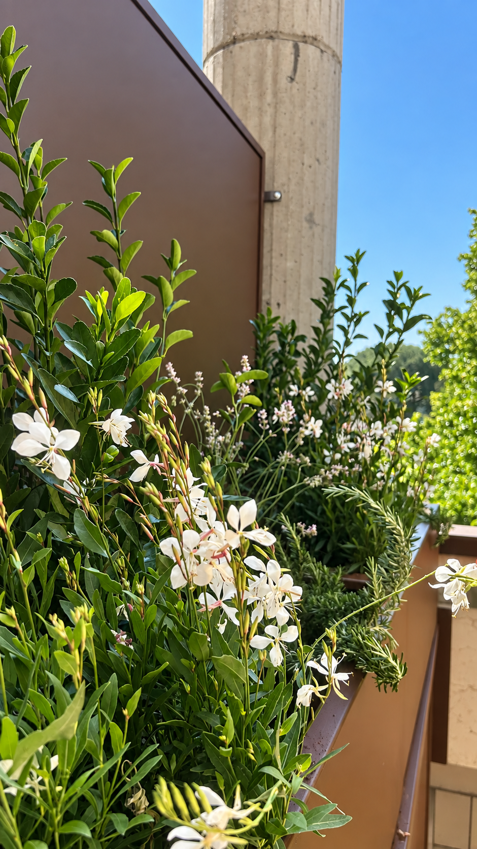 Fioriera Bussolengo dettaglio Gaura
