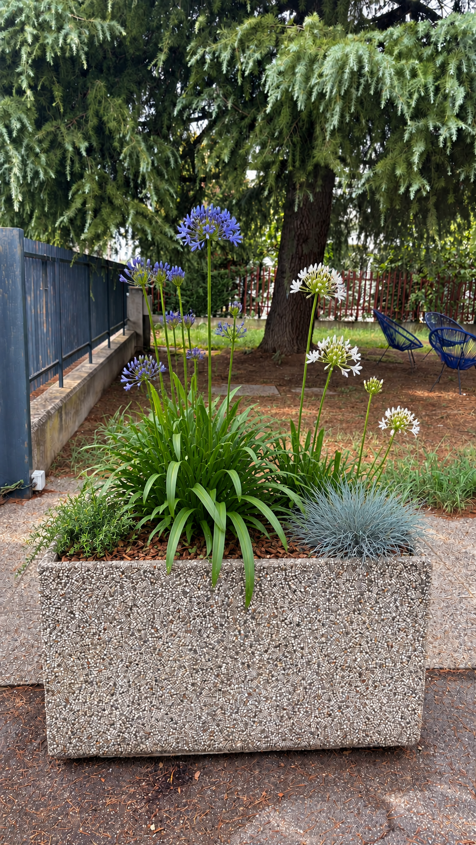 Immagine rendering con Agapanthus in fioritura, Veorna