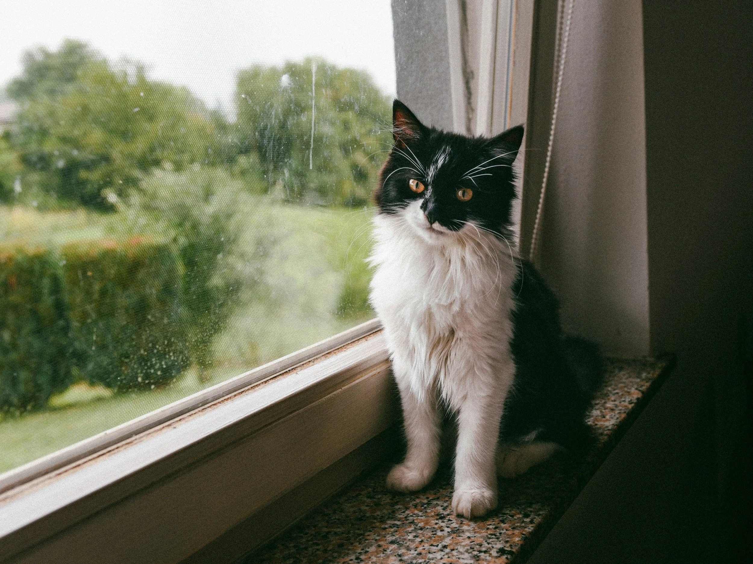 Black and white cat sitting on a windowsill looking outside.
