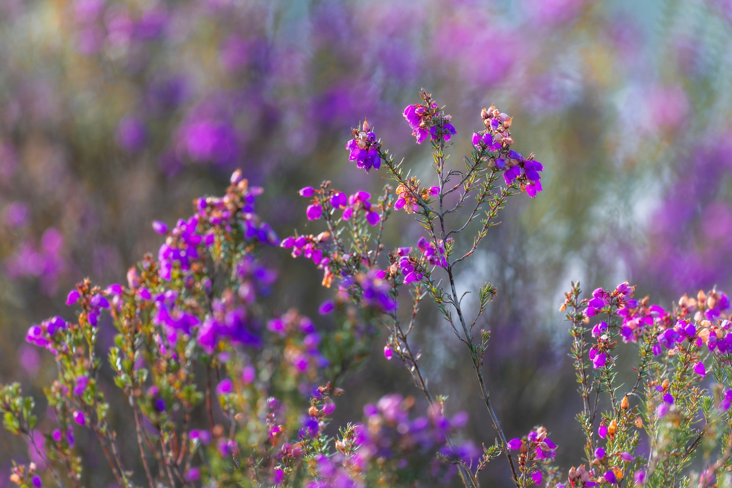 Free collection & return of Pet ashes within 72 hours for Warrington Families