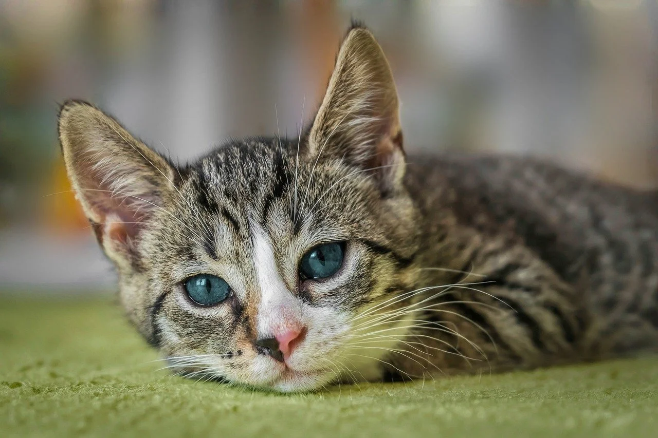 The Cat Who Changed My Mind