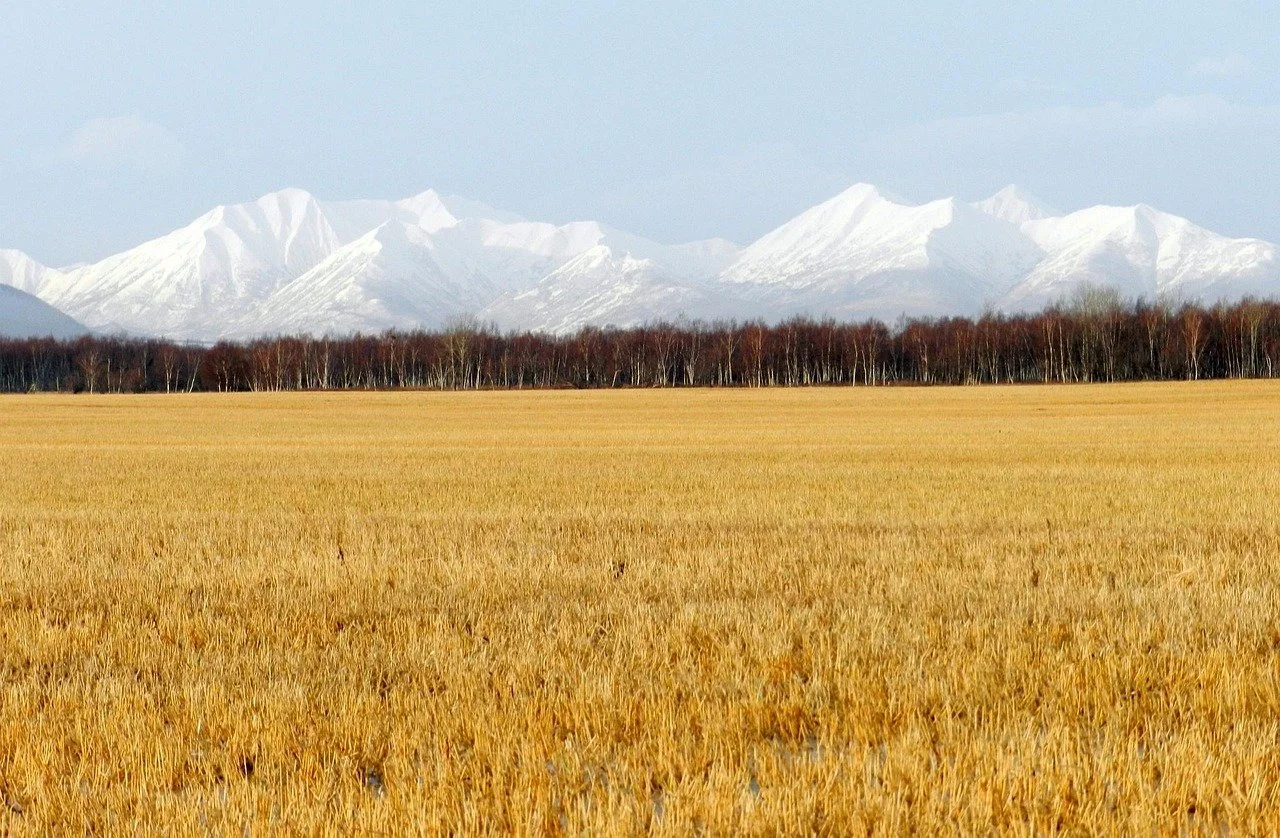 Ein weites goldgelbes Getreidefeld, im Hintergrund eine Reihe von Bäumen, dahinter schneebedeckte Berge unter einem bewölkten Himmel.