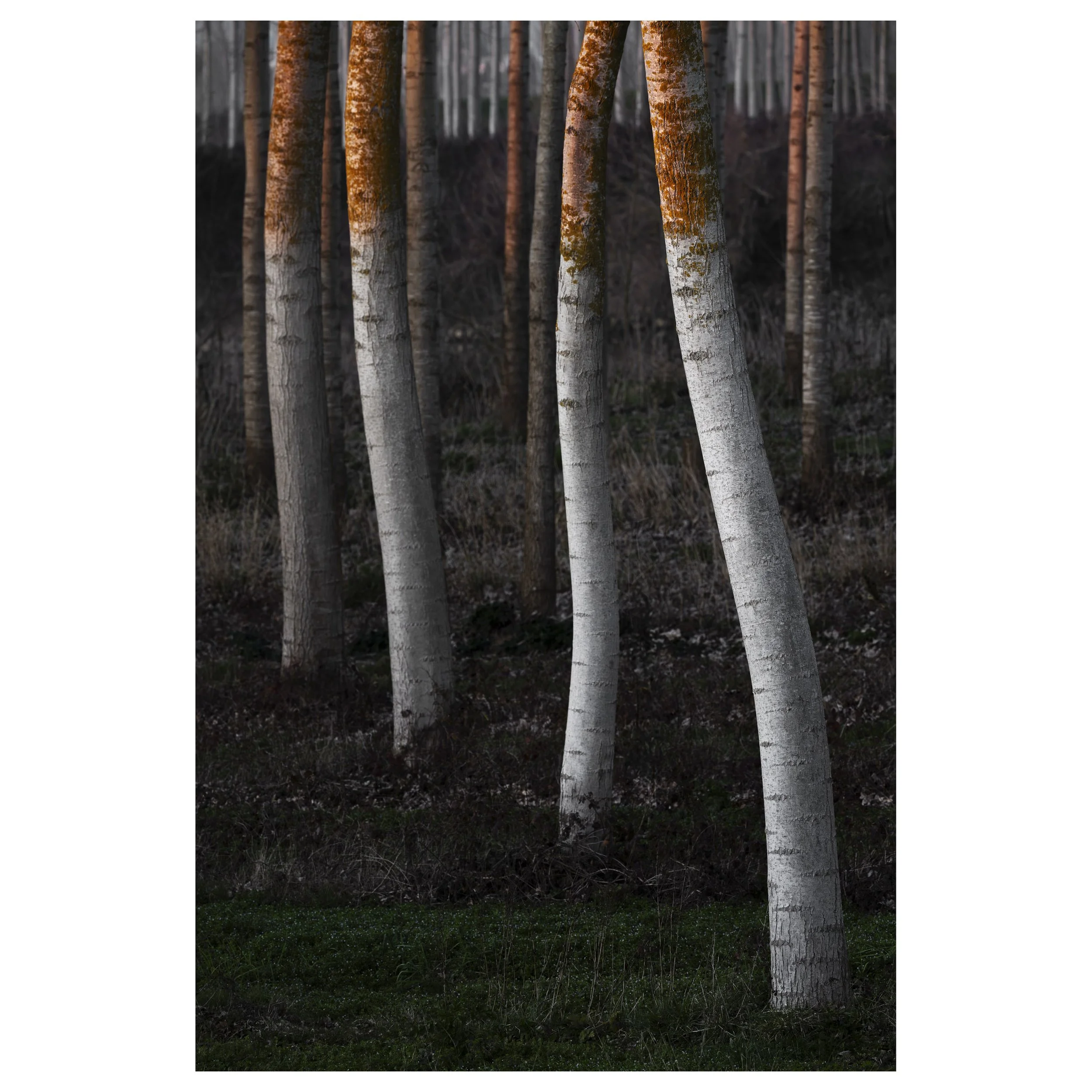 489-OO-BI 209-Avec accentuation-Bruit.jpg