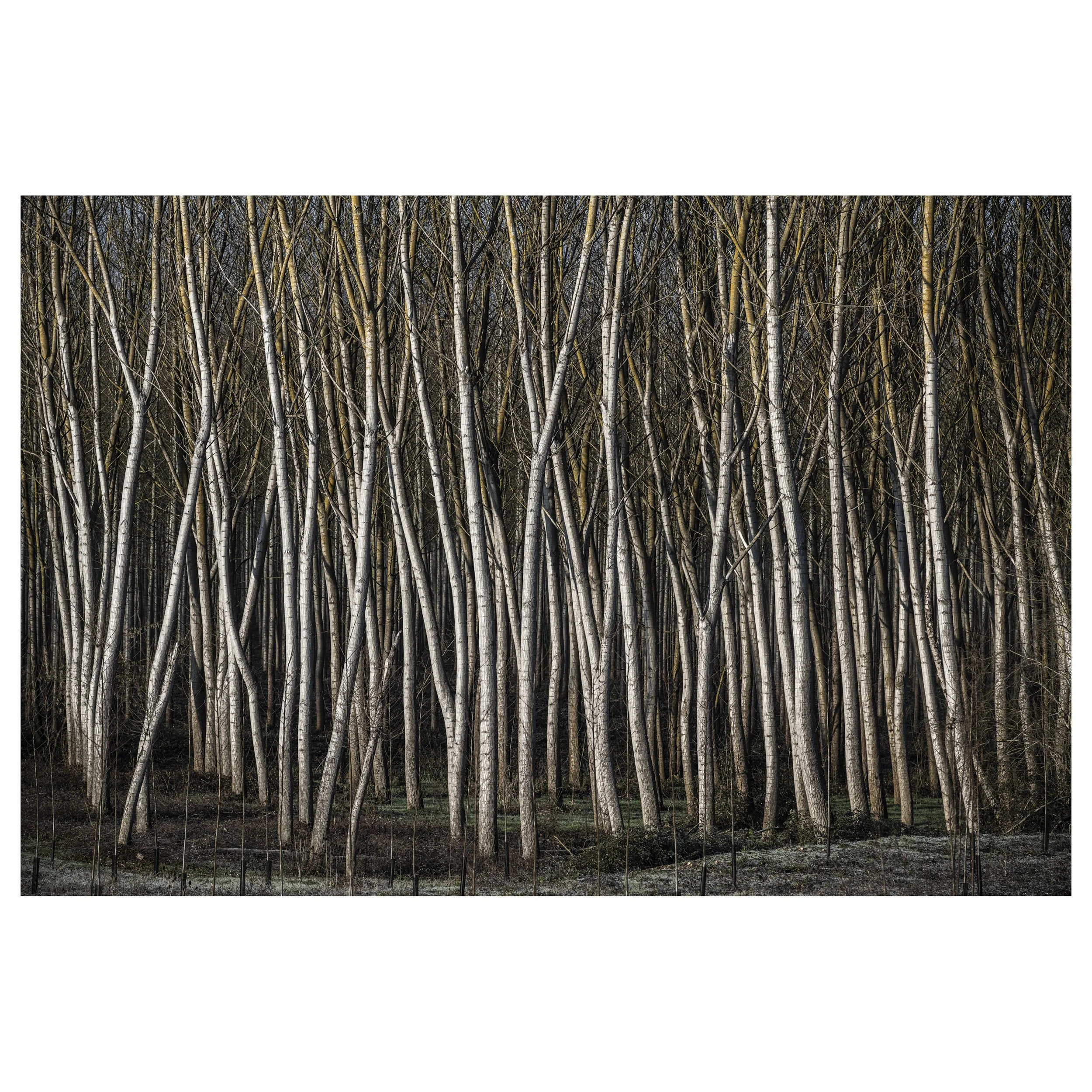 489-OO-BI 088-Avec accentuation-Bruit.jpg