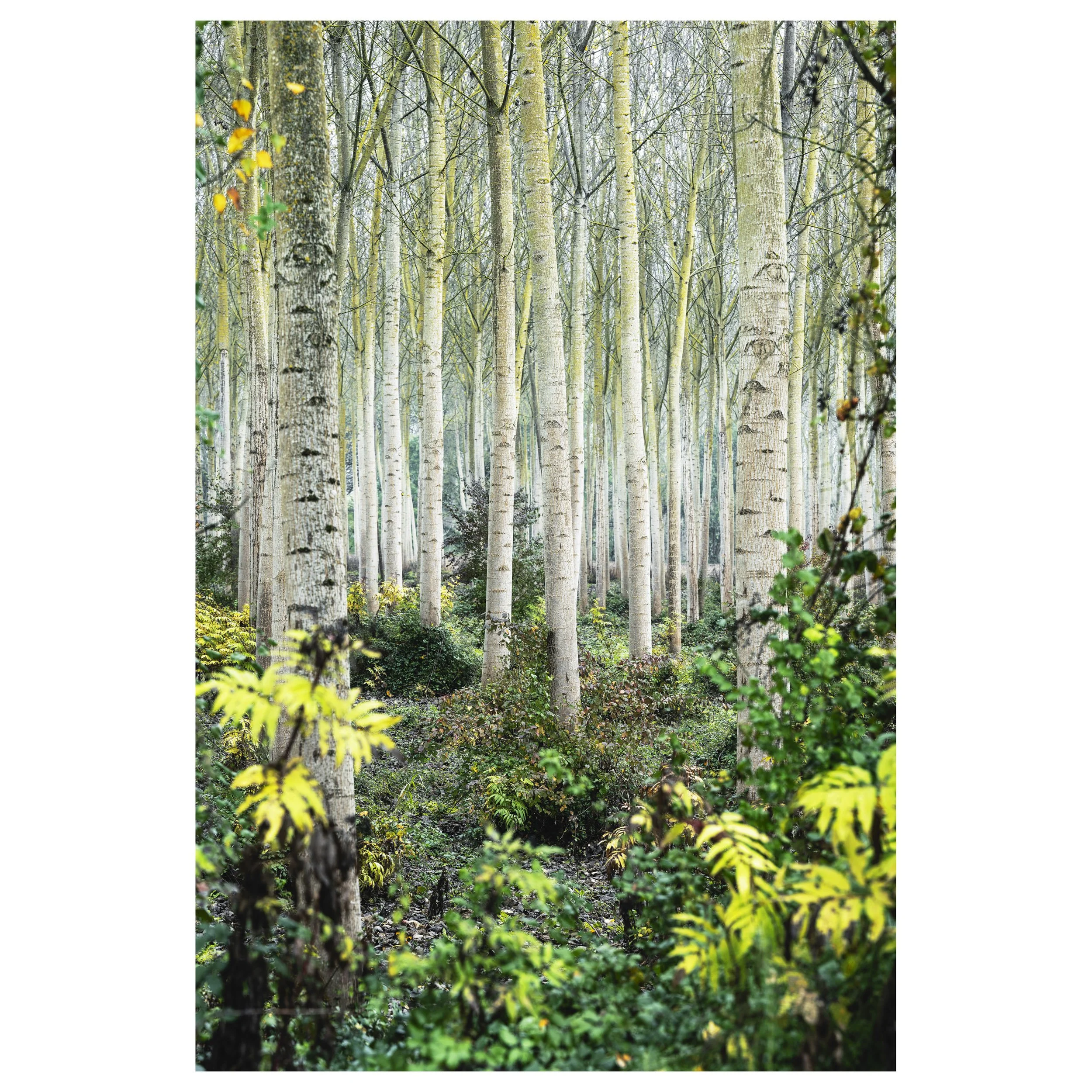 489-OO-BI 159-Avec accentuation-Bruit.jpg