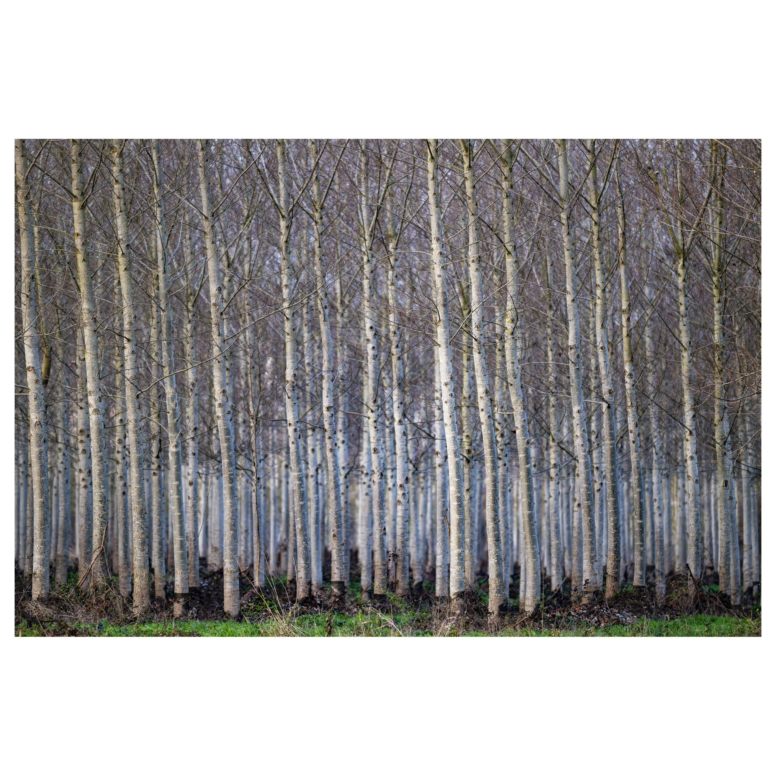 489-OO-BI 282-Avec accentuation-Bruit.jpg