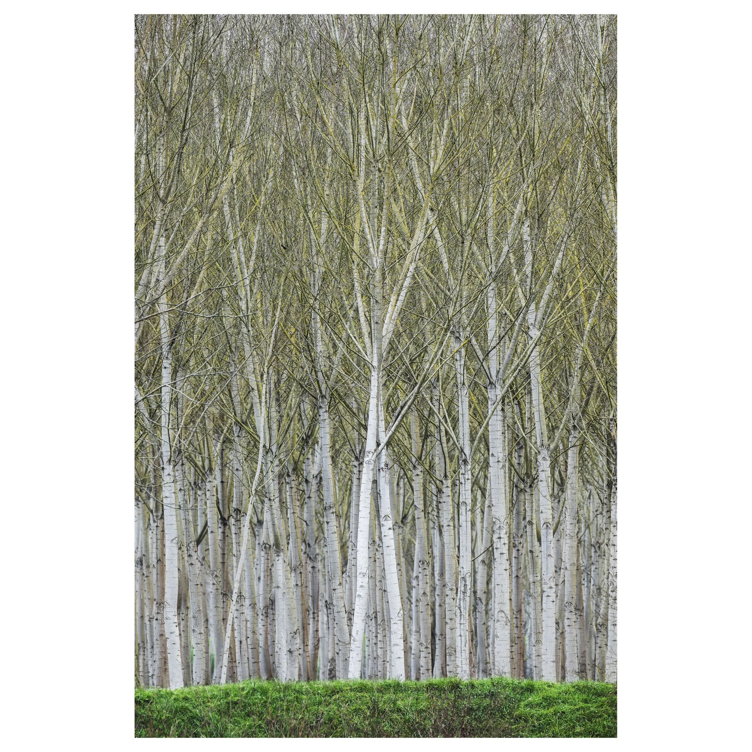489-OO-BI 264-Avec accentuation-Bruit.jpg