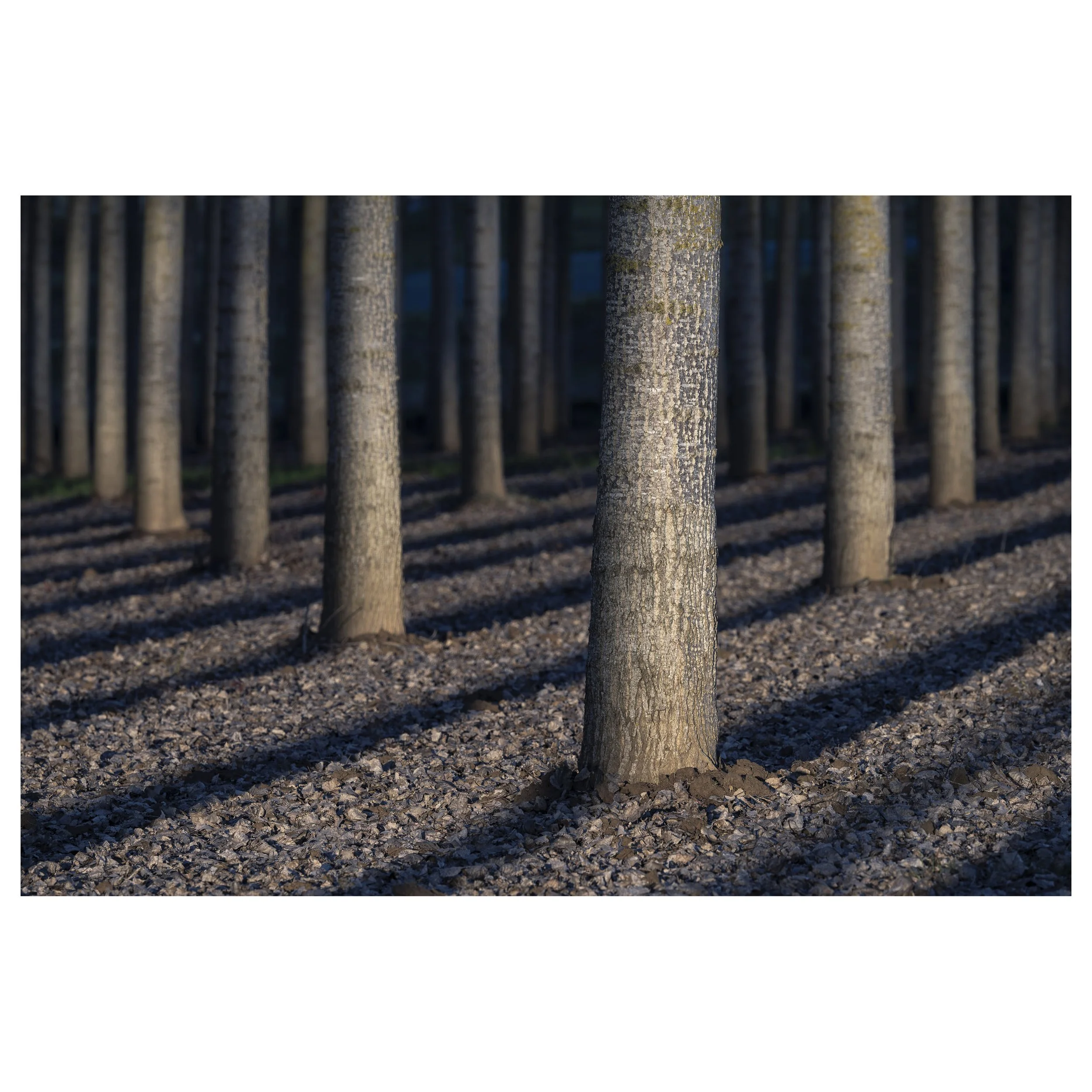 489-OO-BI 203-Avec accentuation-Bruit.jpg
