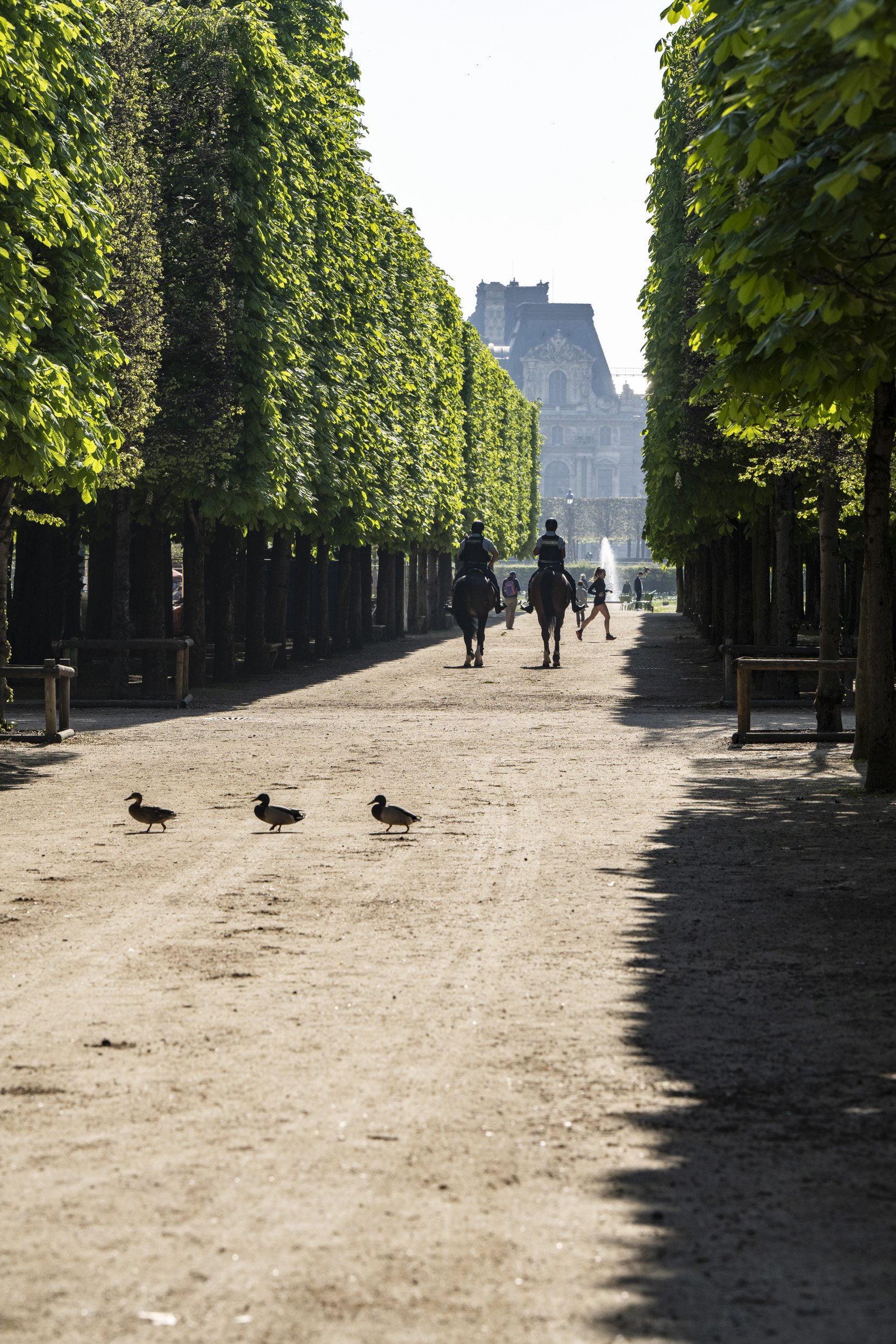 Louvre-OO-Tuileries-Fleurissement-2023-114.jpg