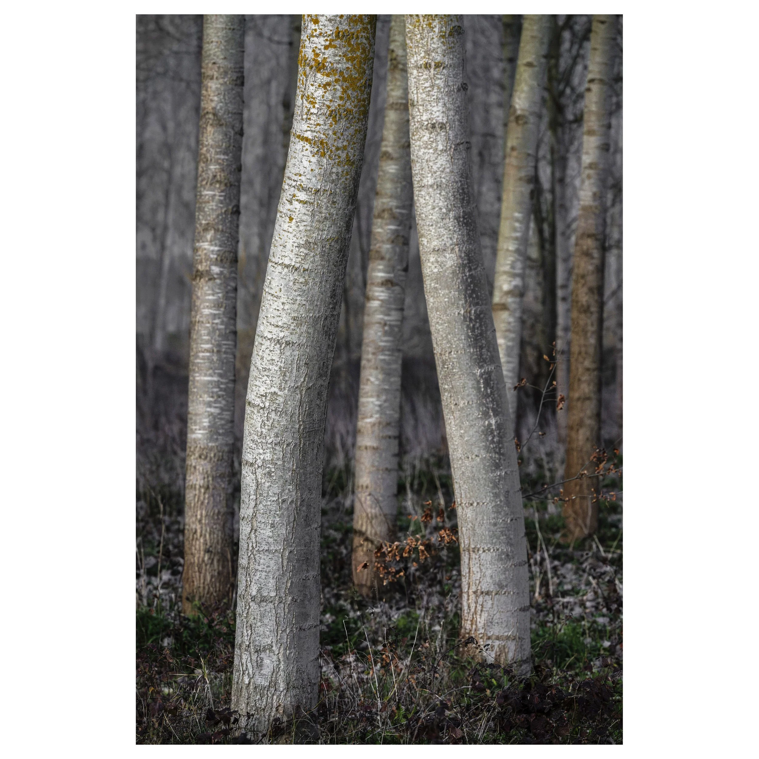 489-OO-BI 210-Avec accentuation-Bruit.jpg