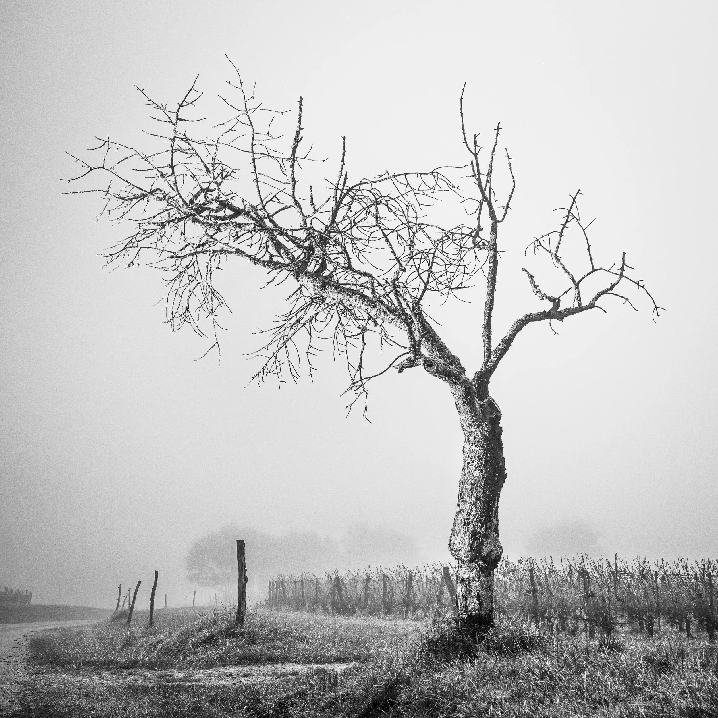 Poitevin