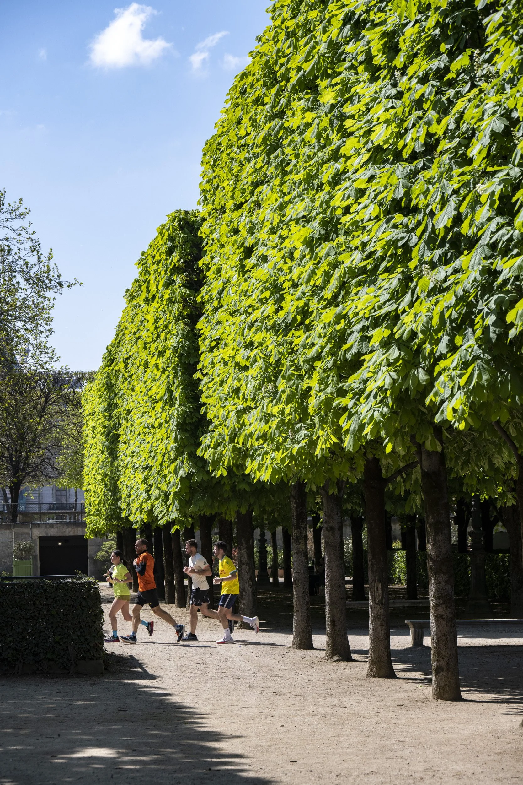 Louvre-OO-Tuileries-Fleurissement-2023-154.jpg
