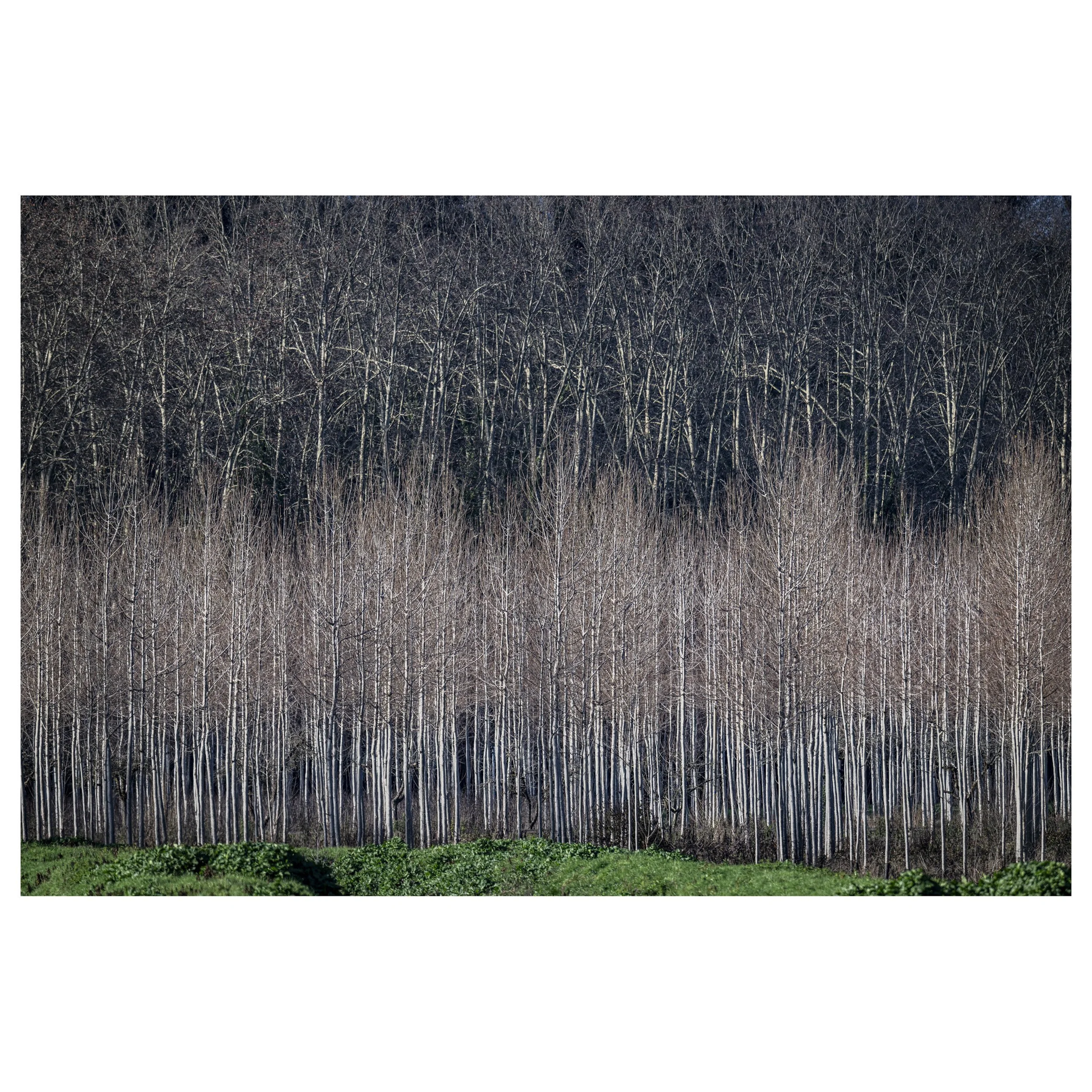 489-OO-BI 268-Avec accentuation-Bruit.jpg