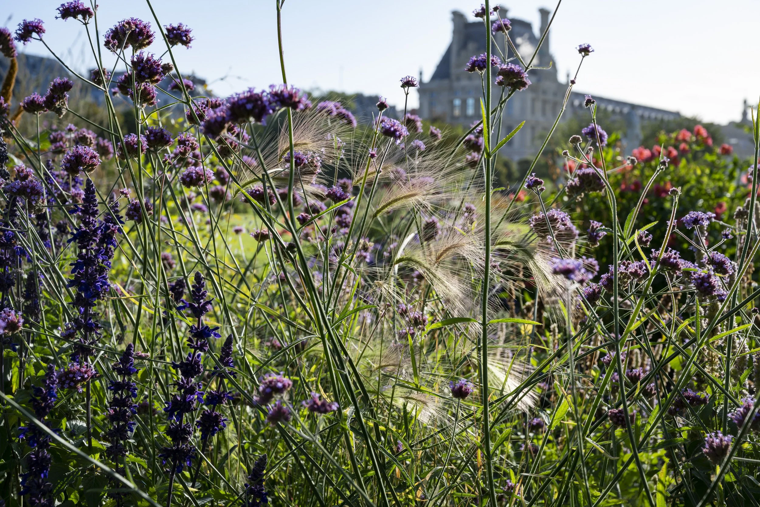 Louvre-Tuileries-Fleurissement-2019-199.jpg