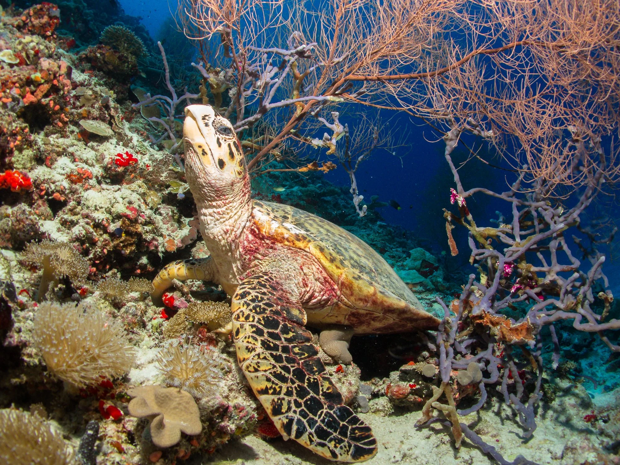 A sea turtle swimming near coral and marine plants in an underwater scene with a blue ocean background.