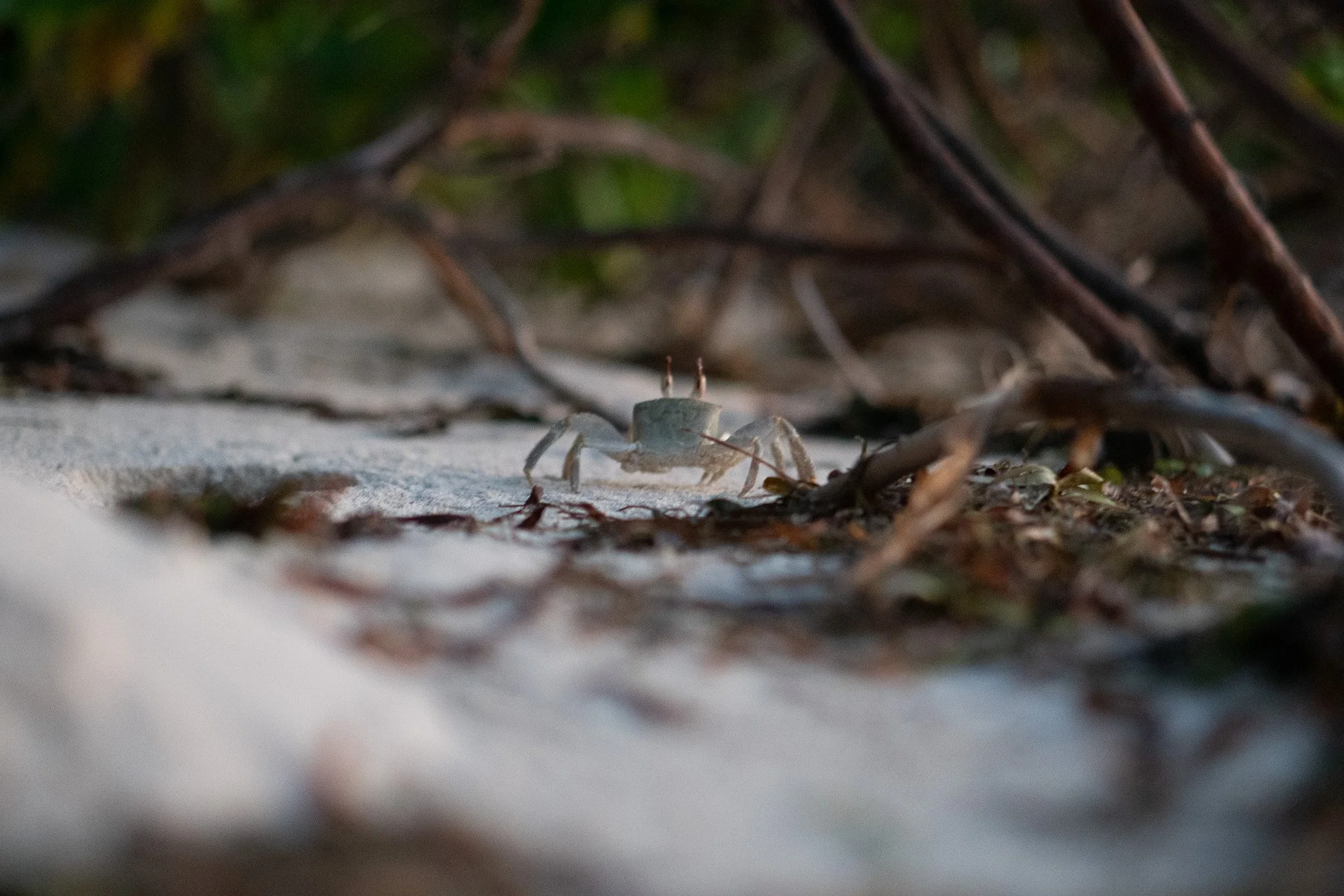 Close-up of a small crab on sandy ground with scattered twigs and green foliage in the background.