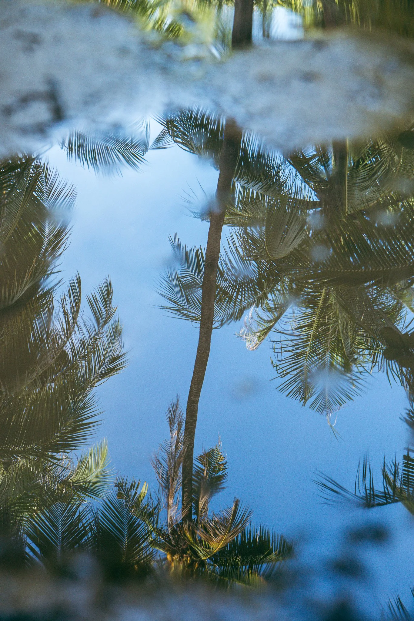 Reflection of palm trees and blue sky on water with a slightly blurry foreground.