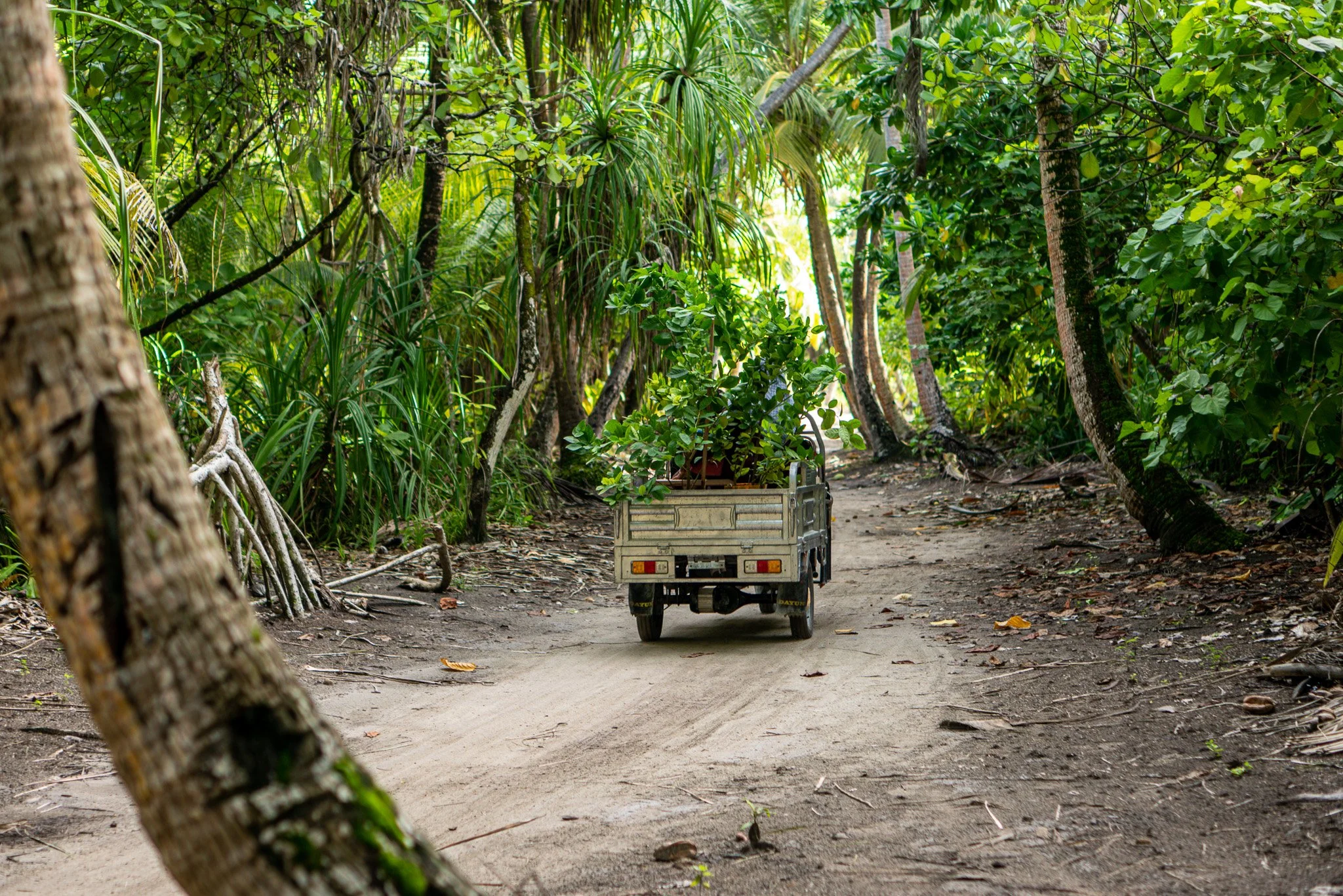 A small utility vehicle carrying potted plants on a dirt path through a lush tropical forest.