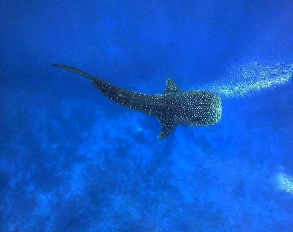 Whale shark swimming in the ocean