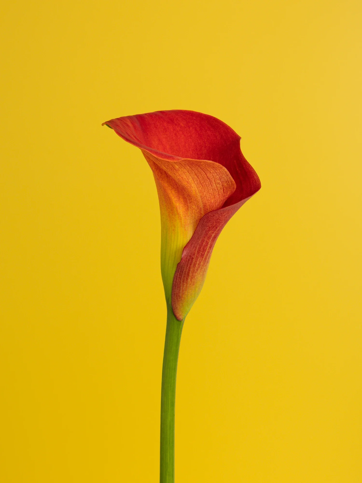 Une fleur de calla lily rouge avec un fond jaune vif.