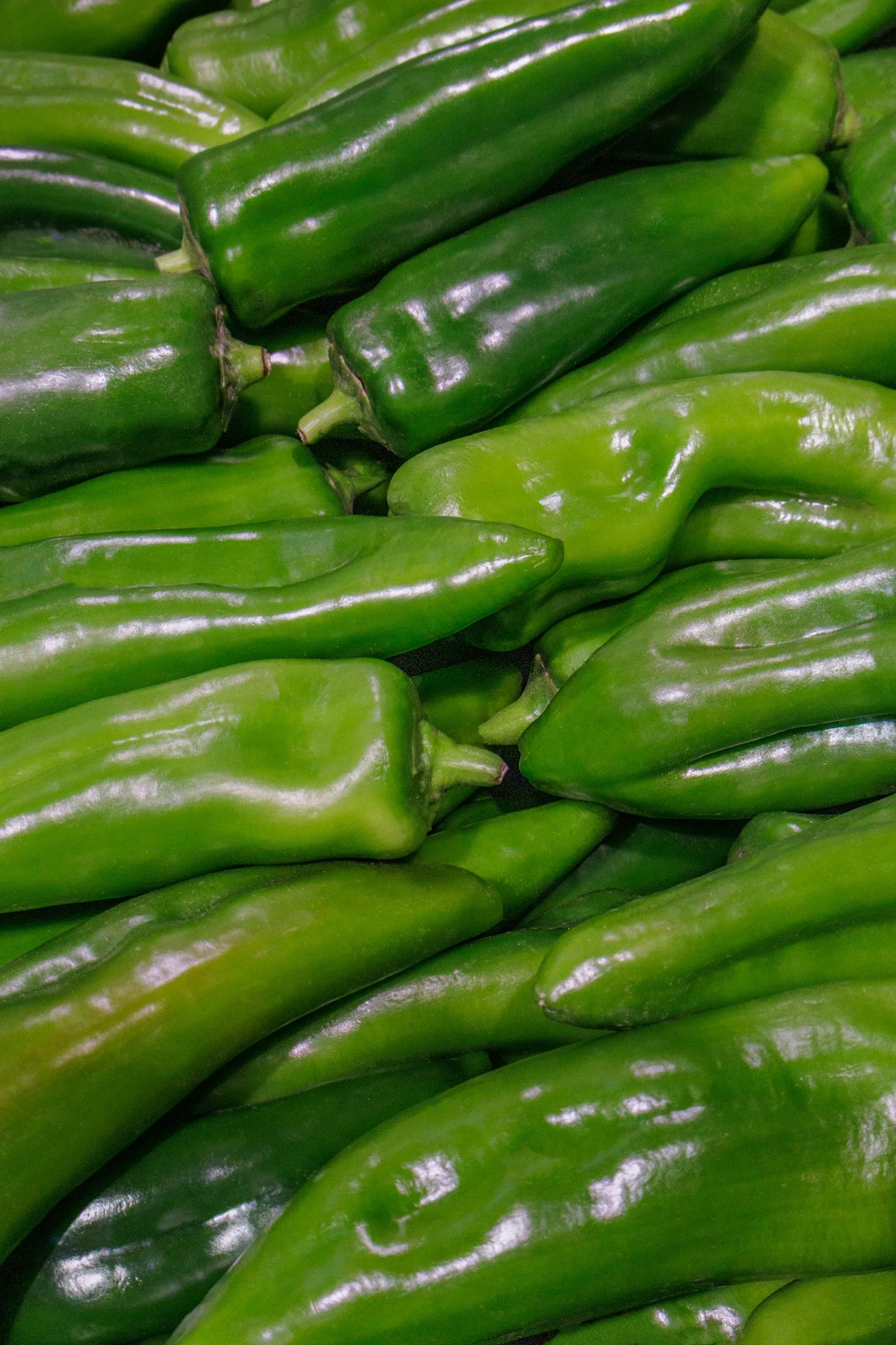 Une pile de poivrons verts frais et brillants.