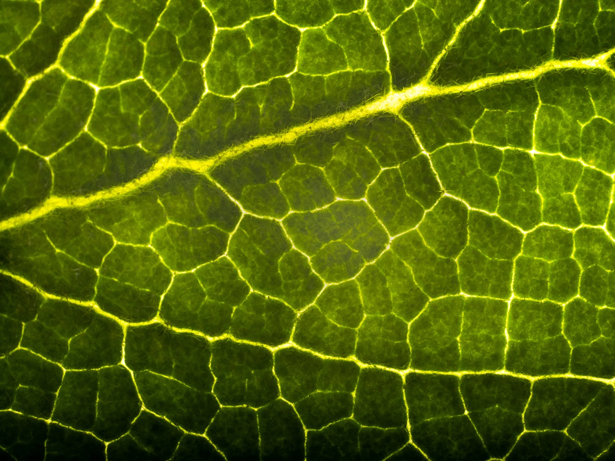 Zoom sur une feuille verte avec un réseau de nervures jaunes et une texture cartilagineuse visible.