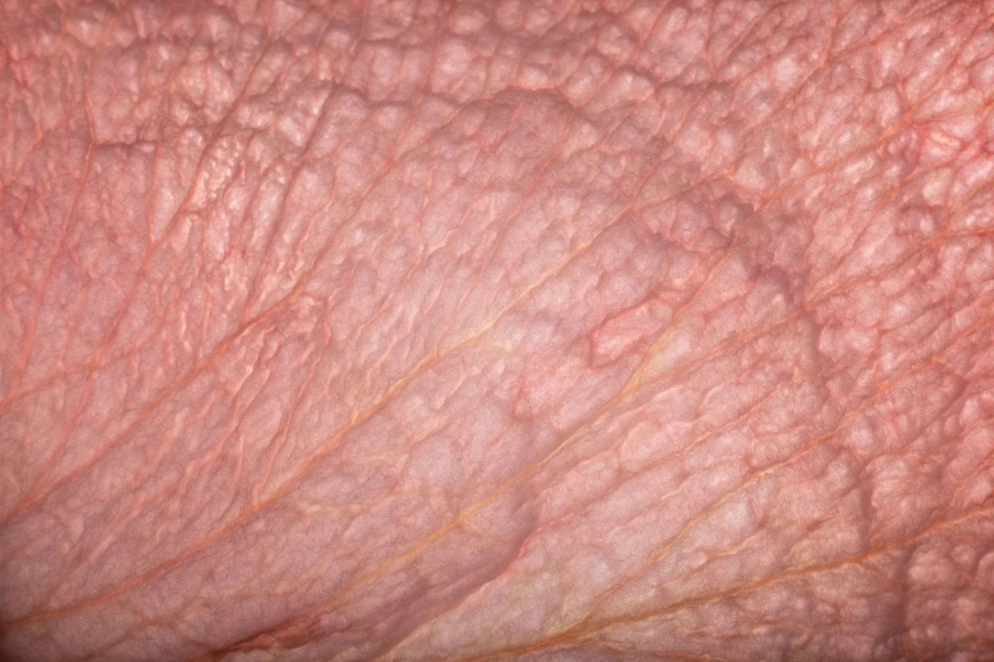 Jeune tranche de jambon cru avec une texture de chair rosée et de petites lignes de graisse