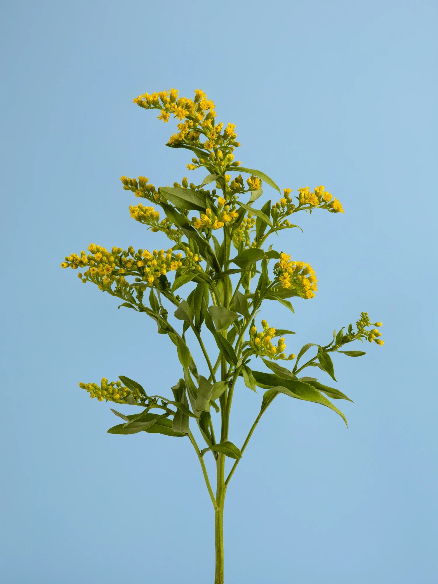 Une plante verte avec de petites fleurs jaunes contre un ciel bleu clair.