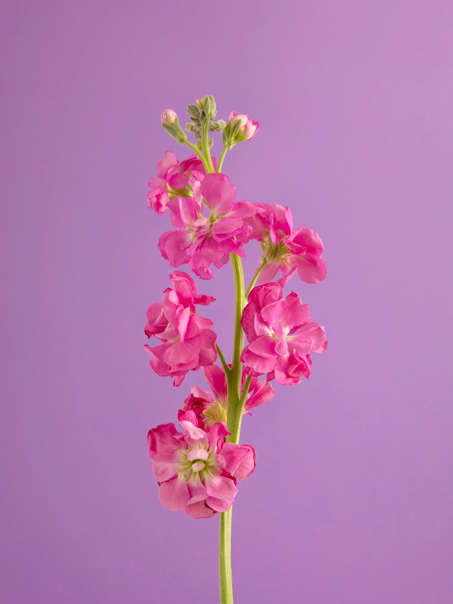 Fleur rose en gros plan contre un fond violet.