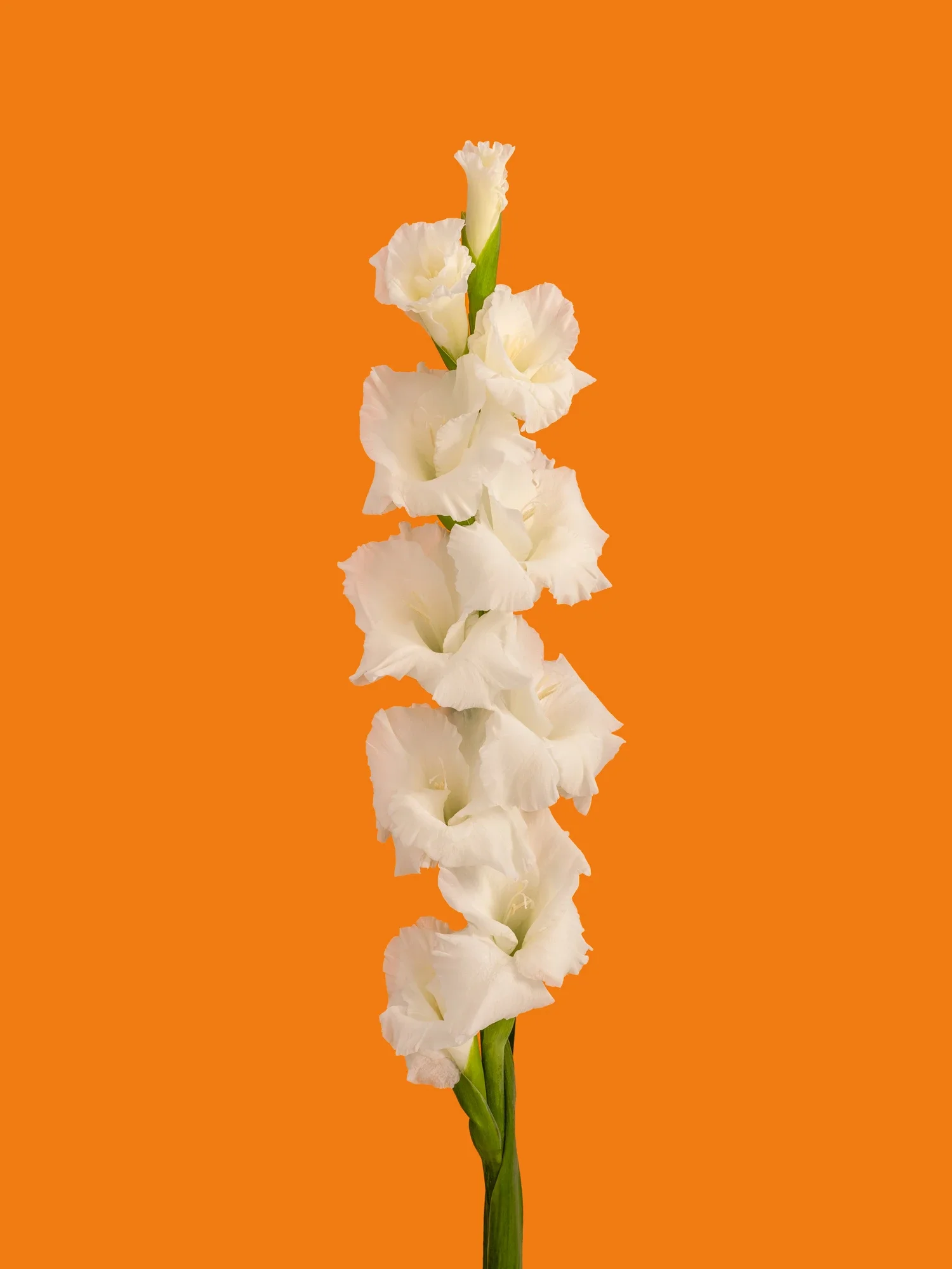 Une tige de glaïeul blanc avec plusieurs fleurs en pleine floraison contre un fond orange.