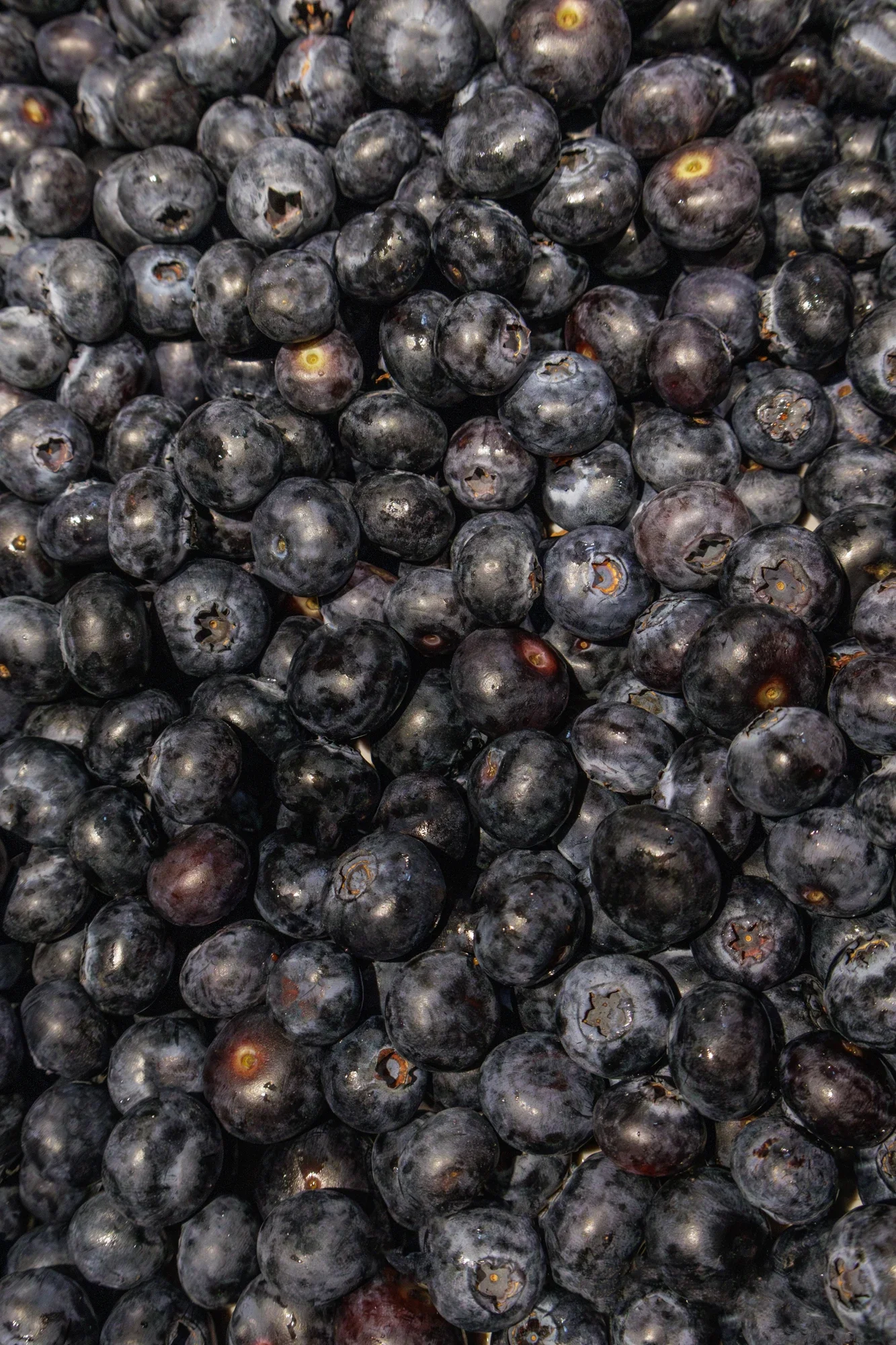 Gros plan de plusieurs myrtilles fraîches, de couleur bleue foncée à noire, avec une texture lisse et légèrement brillante.