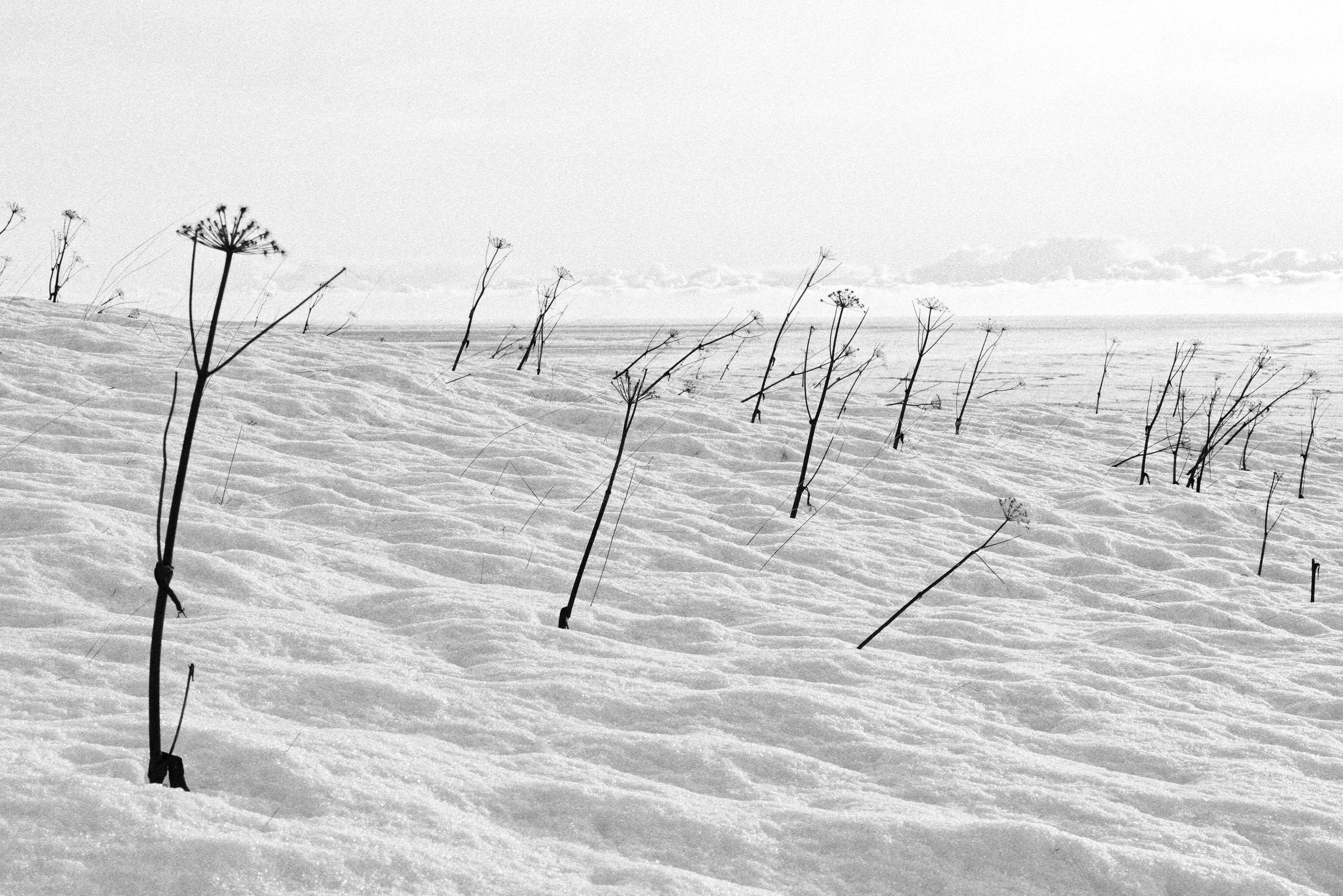 Snow-covered landscape with tall, thin, leafless plants protruding from the snow and a distant horizon with a cloudy sky.