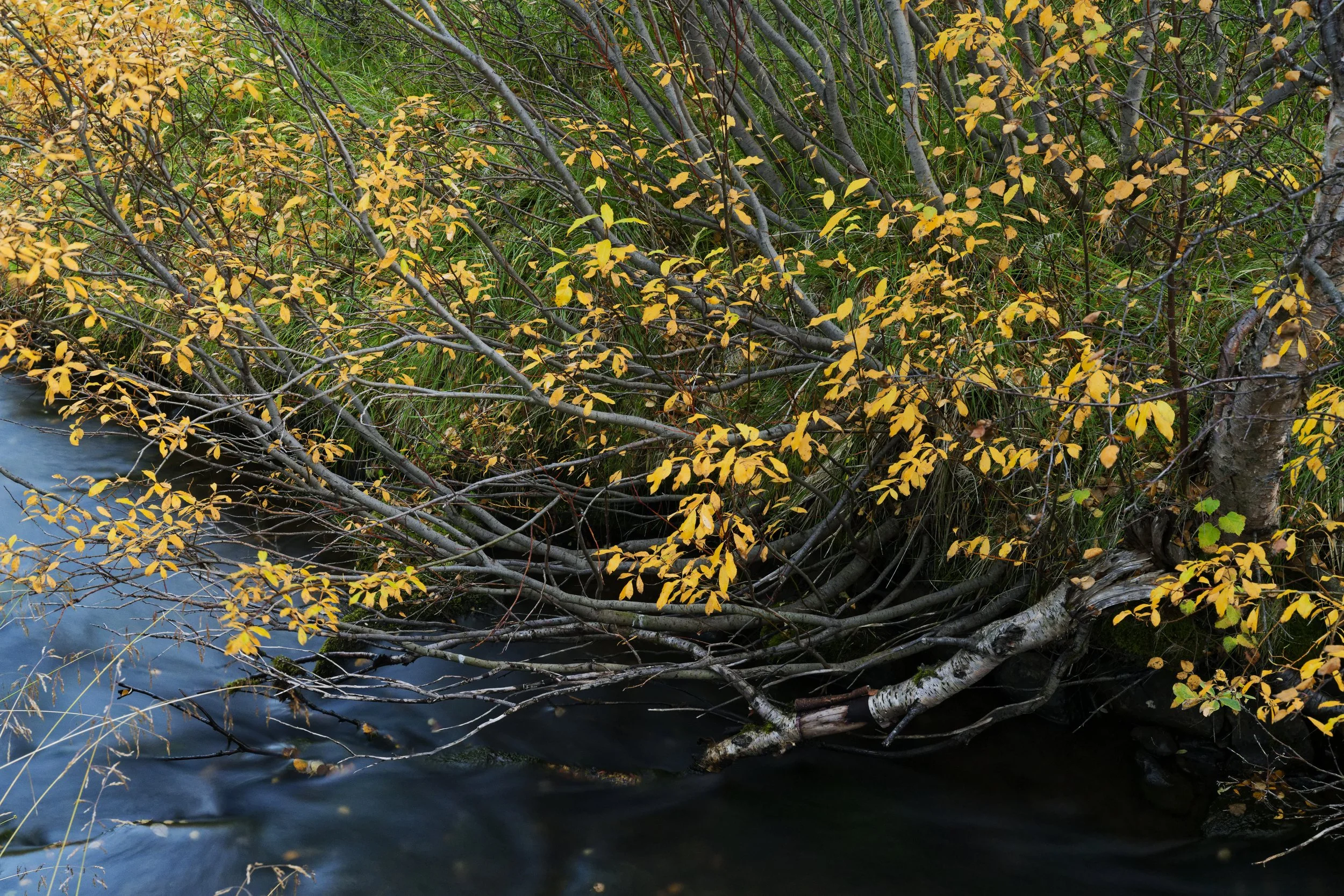 Fallen yellow and orange leaves on tree branches over a dark river with a small stream flowing underneath.