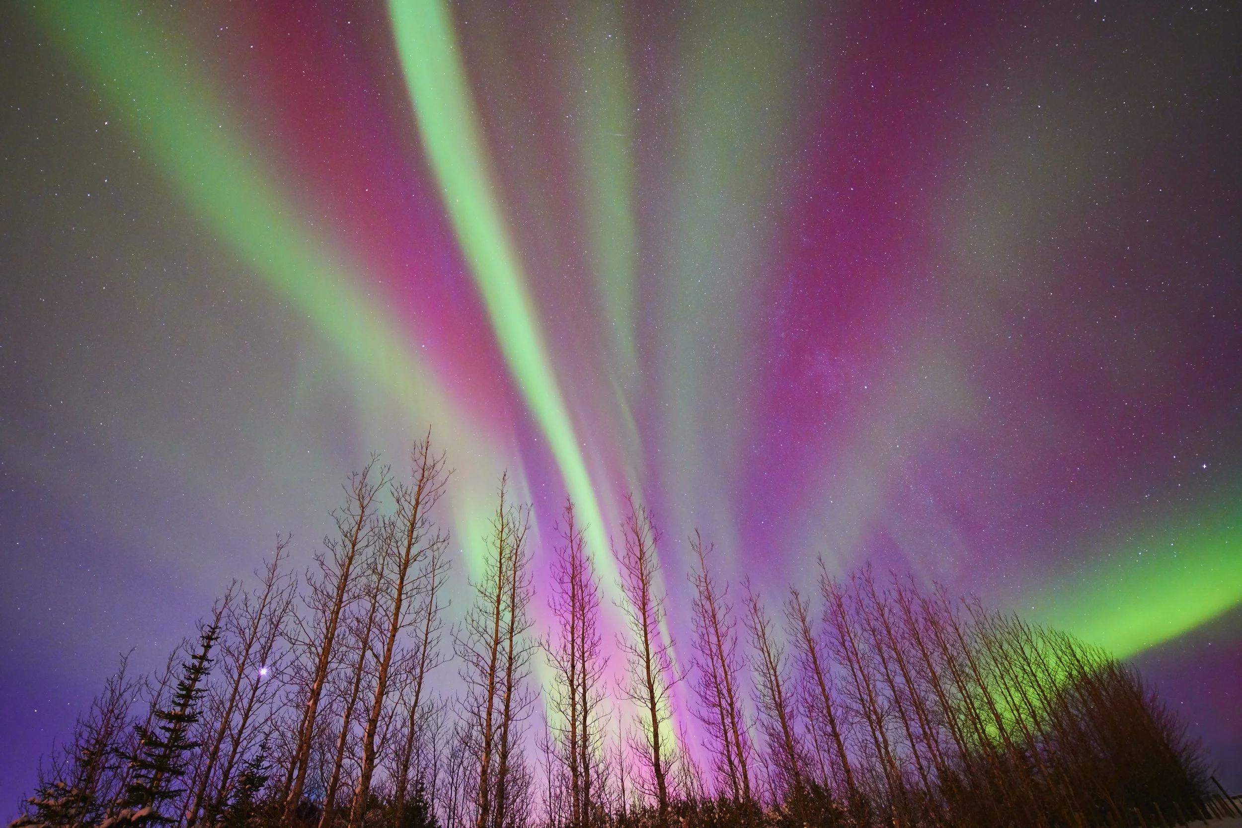 Night sky illuminated by colorful northern lights with visible stars and leafless trees in the foreground.