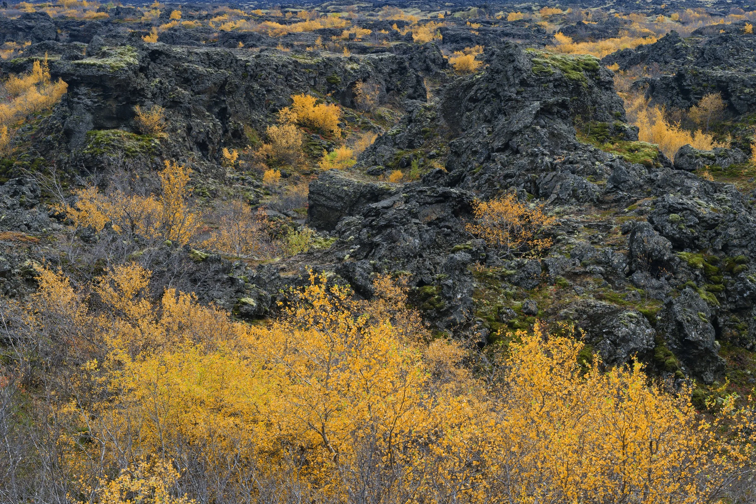 A landscape of rugged volcanic rocks with sparse yellow and orange autumn trees.
