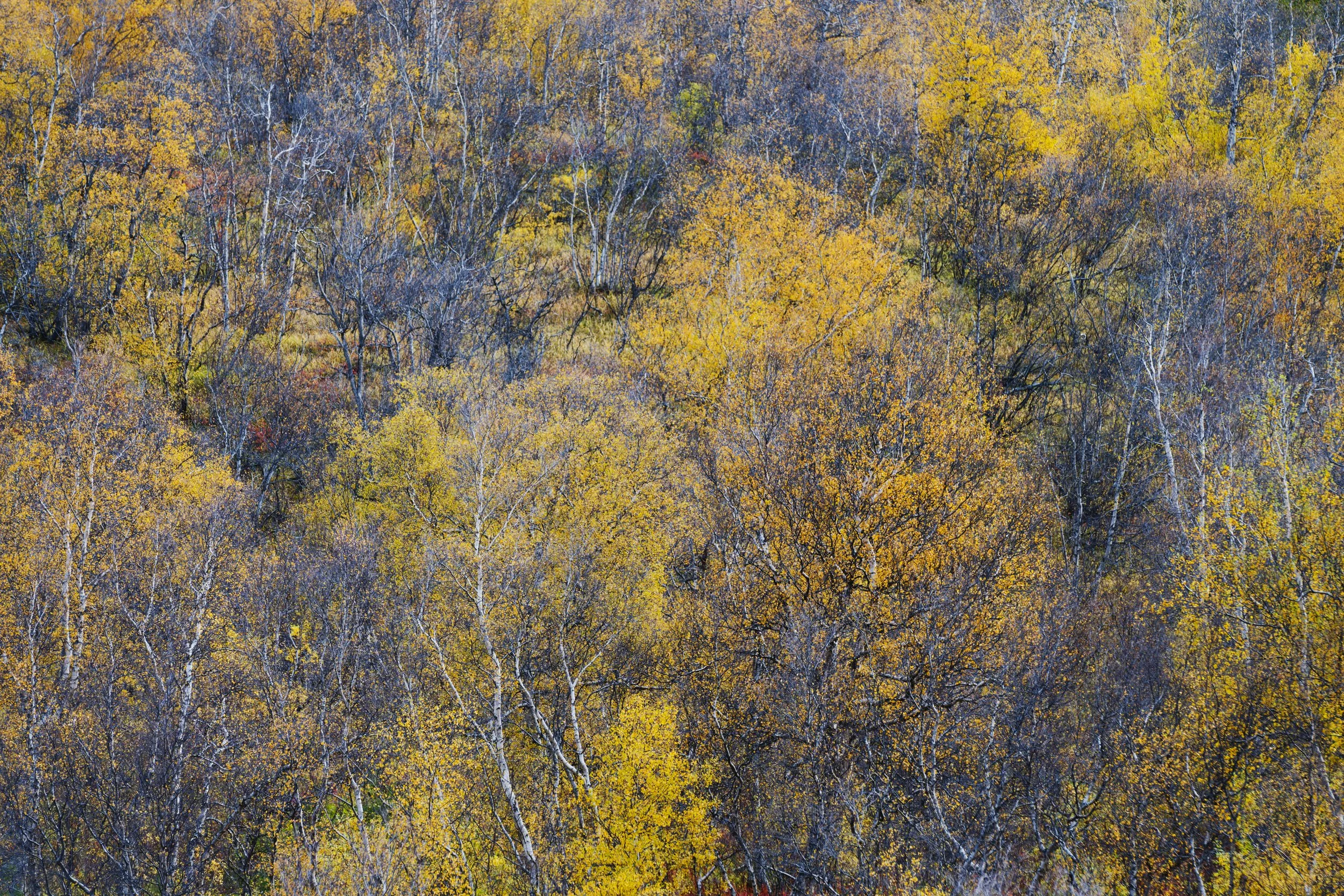 Aerial view of a forest with trees displaying autumn colors of yellow, orange, and purple foliage.