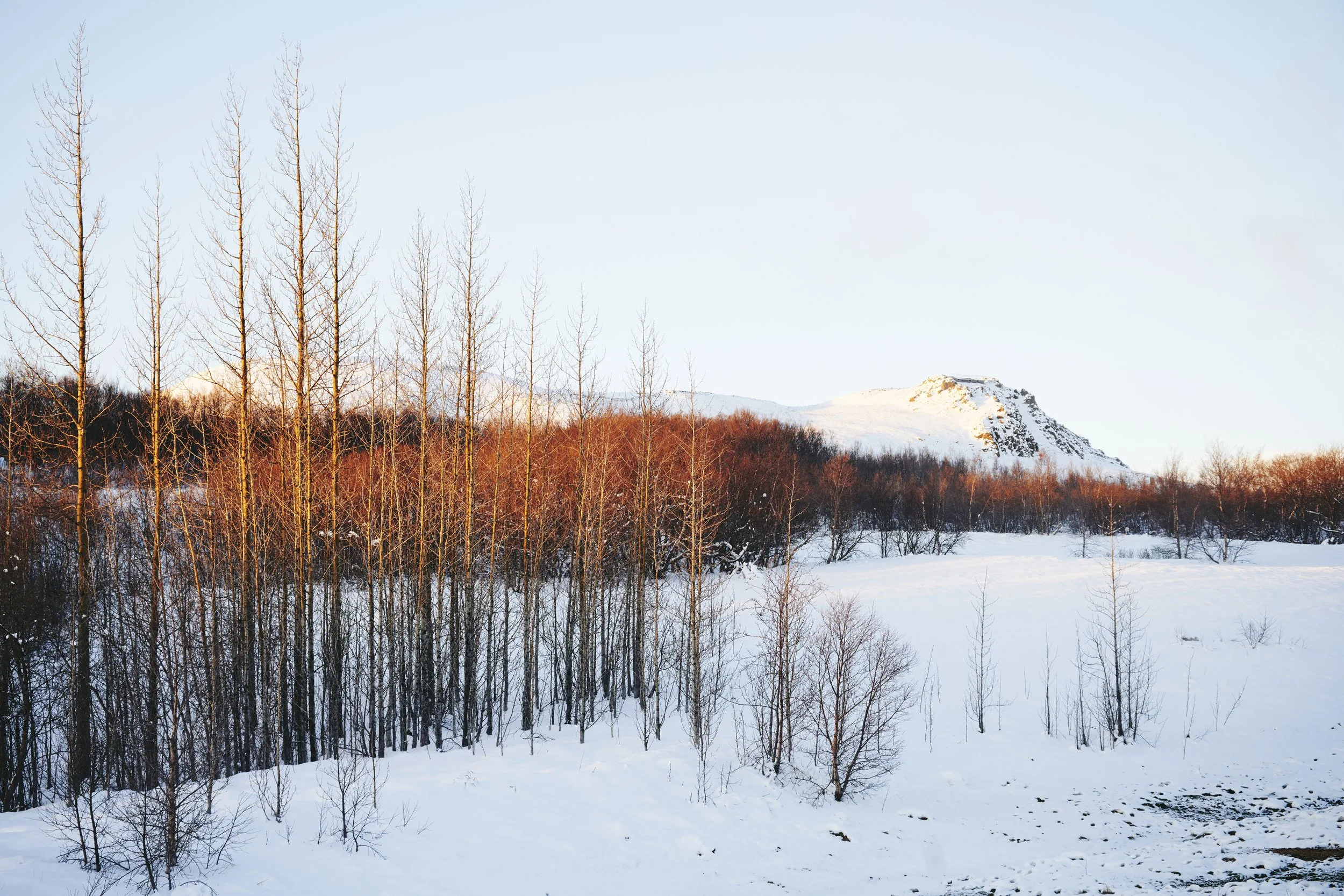 Snow-covered landscape with leafless trees in foreground and snow-capped mountains in background under a clear sky.
