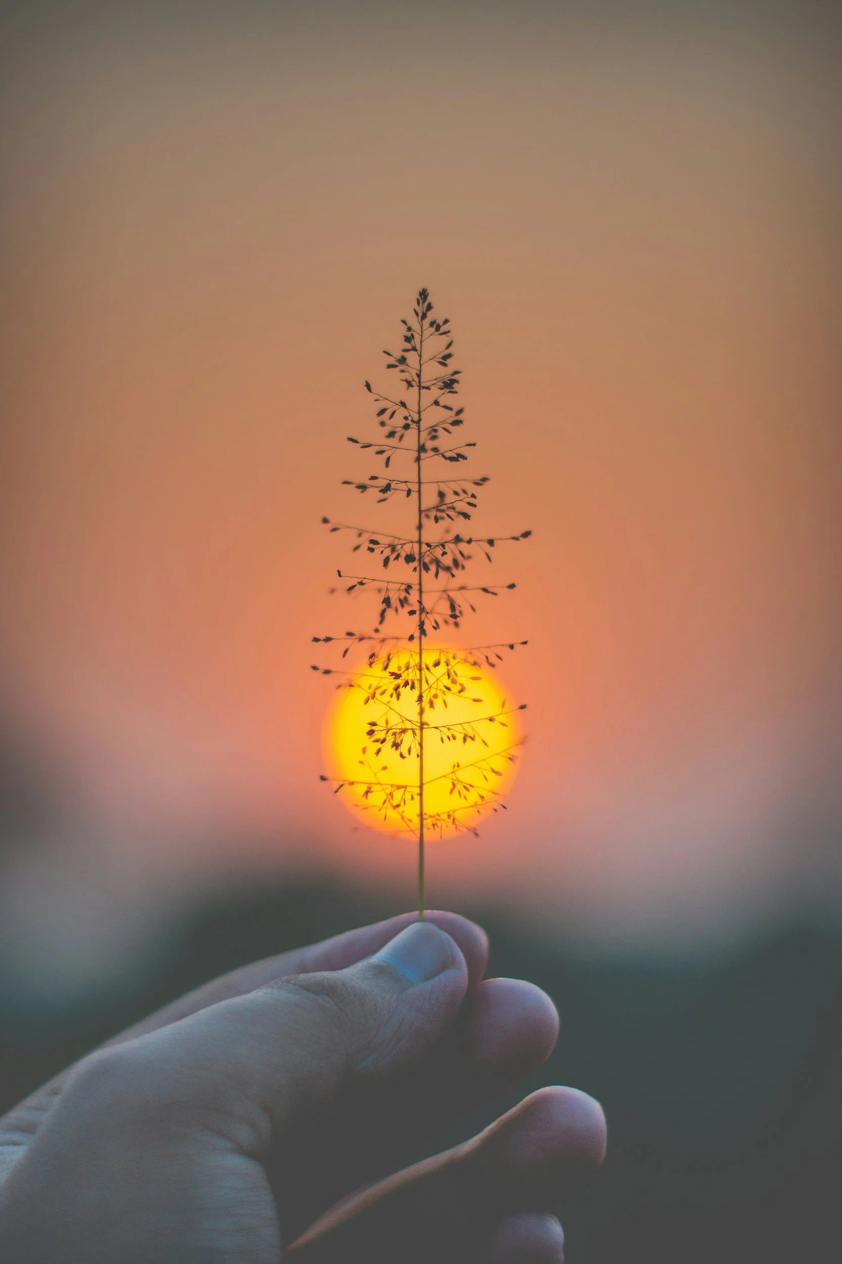 Person holding a small branch with tiny leaves in front of the setting sun, creating a silhouette against an orange sky.