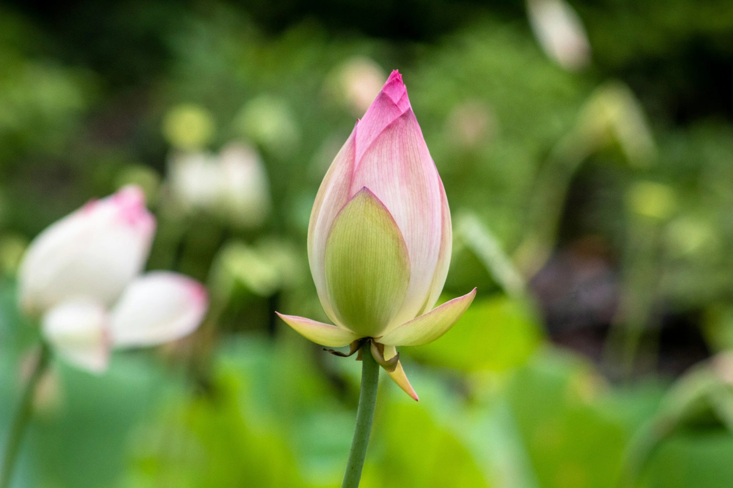 A pink and white unopened lotus flower bud on a green stem, with blurred foliage and other lotus buds in the background.
