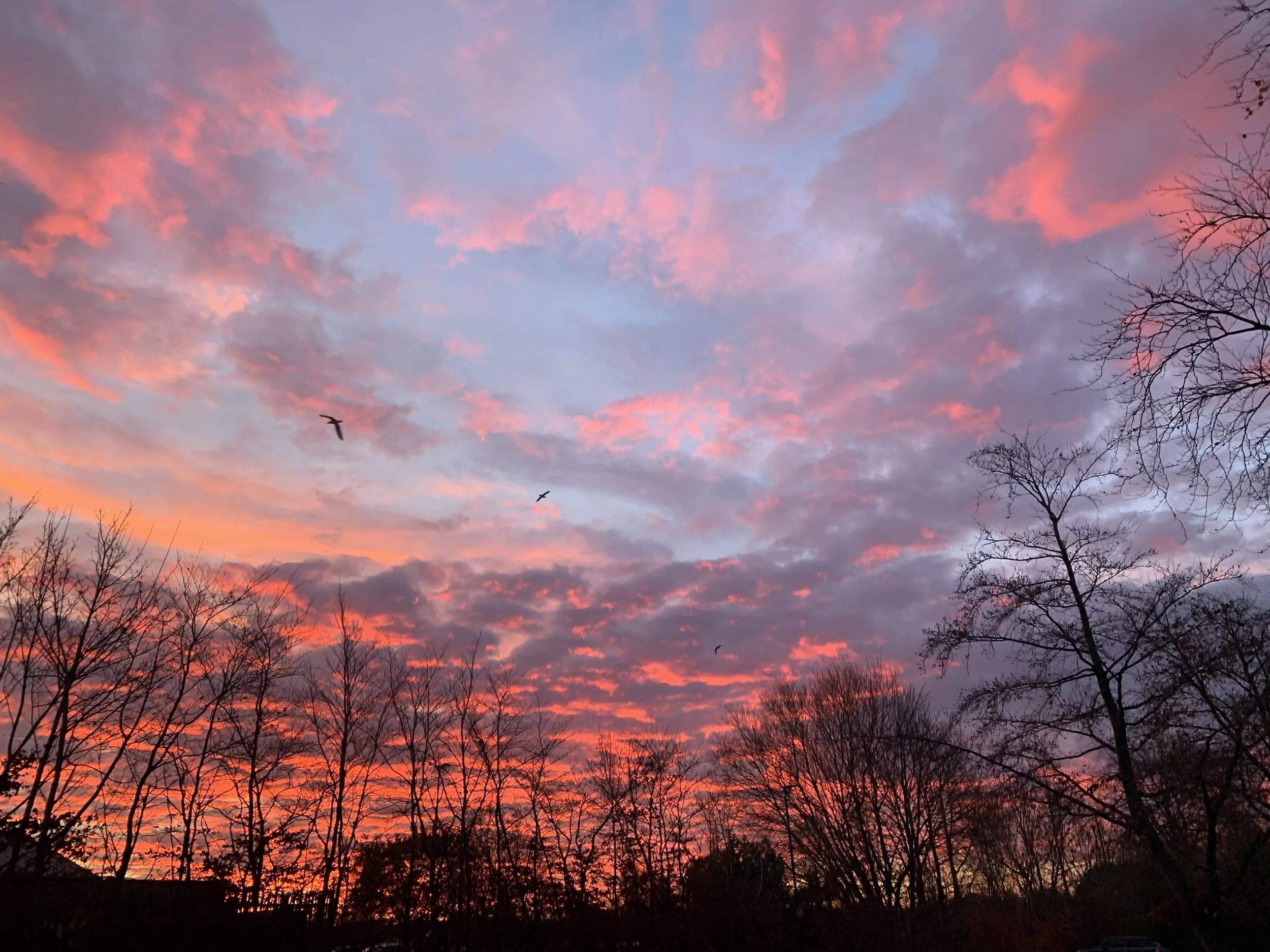 A colorful sunset sky with pink, purple, and orange hues, silhouette of leafless trees, and birds flying.