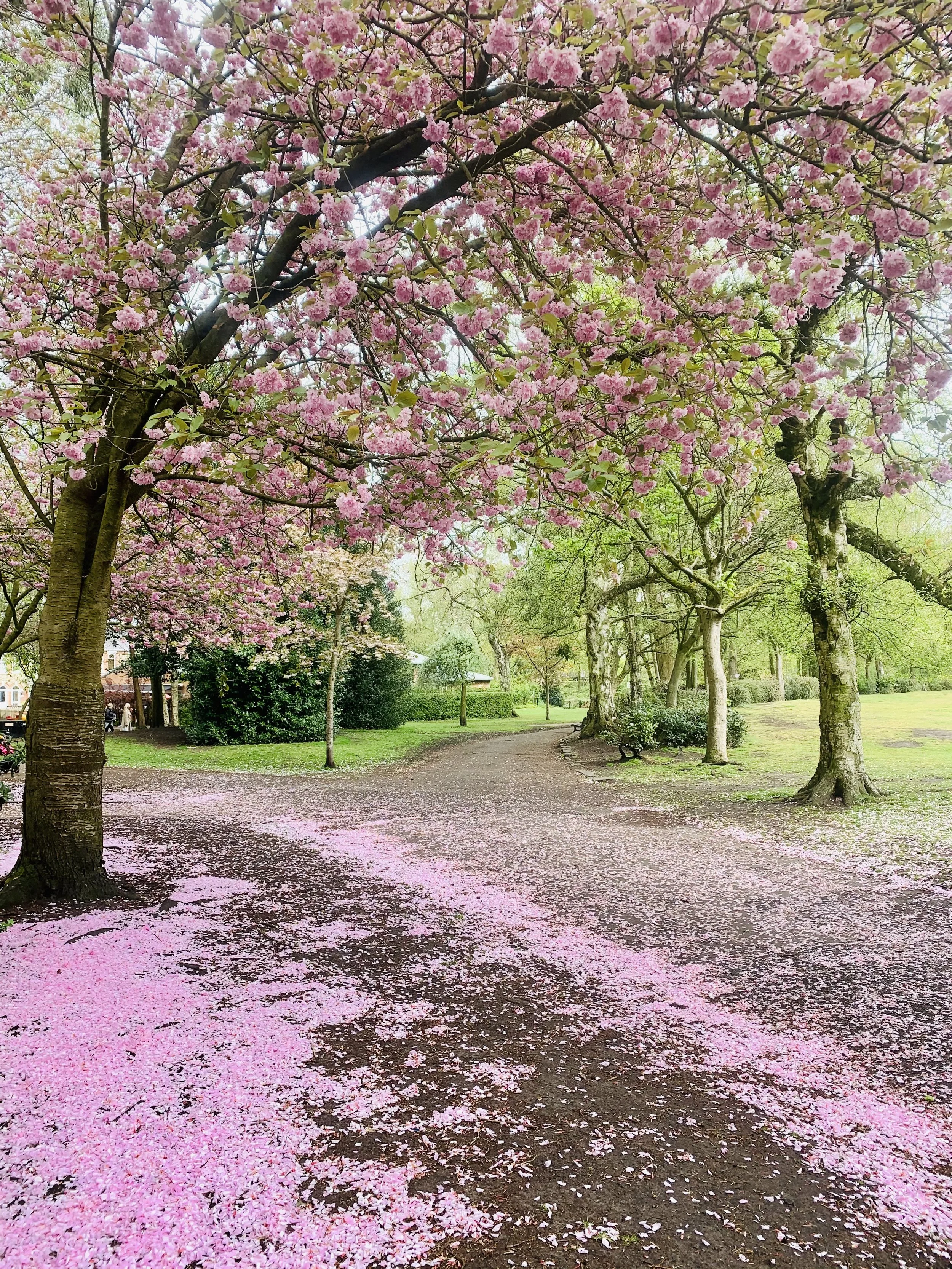A park with pink flowering trees and a dirt pathway, fallen pink petals scattered on the ground, and green grass and trees in the background.