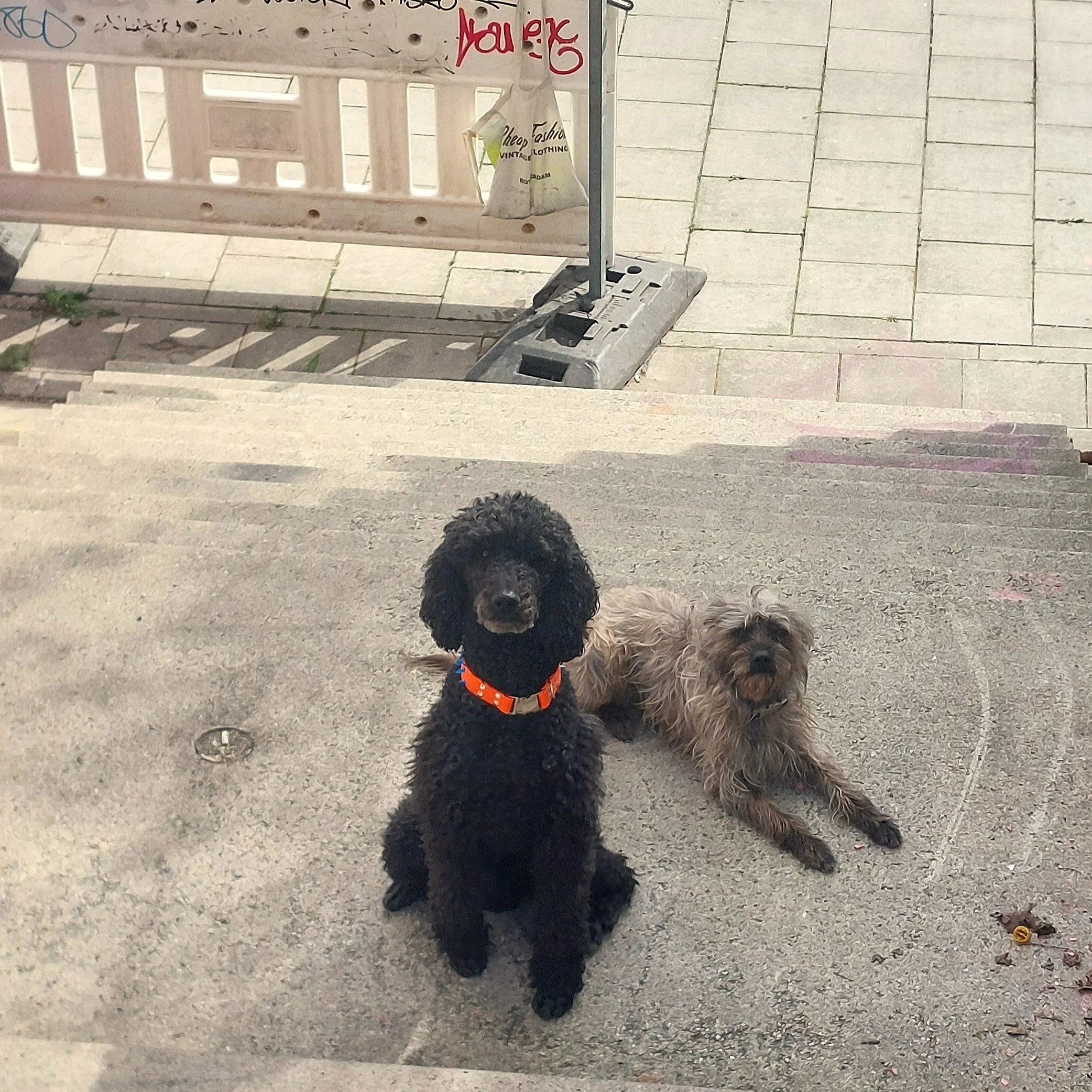 Stadttraining Ruhe Entspannung Gehorsam
