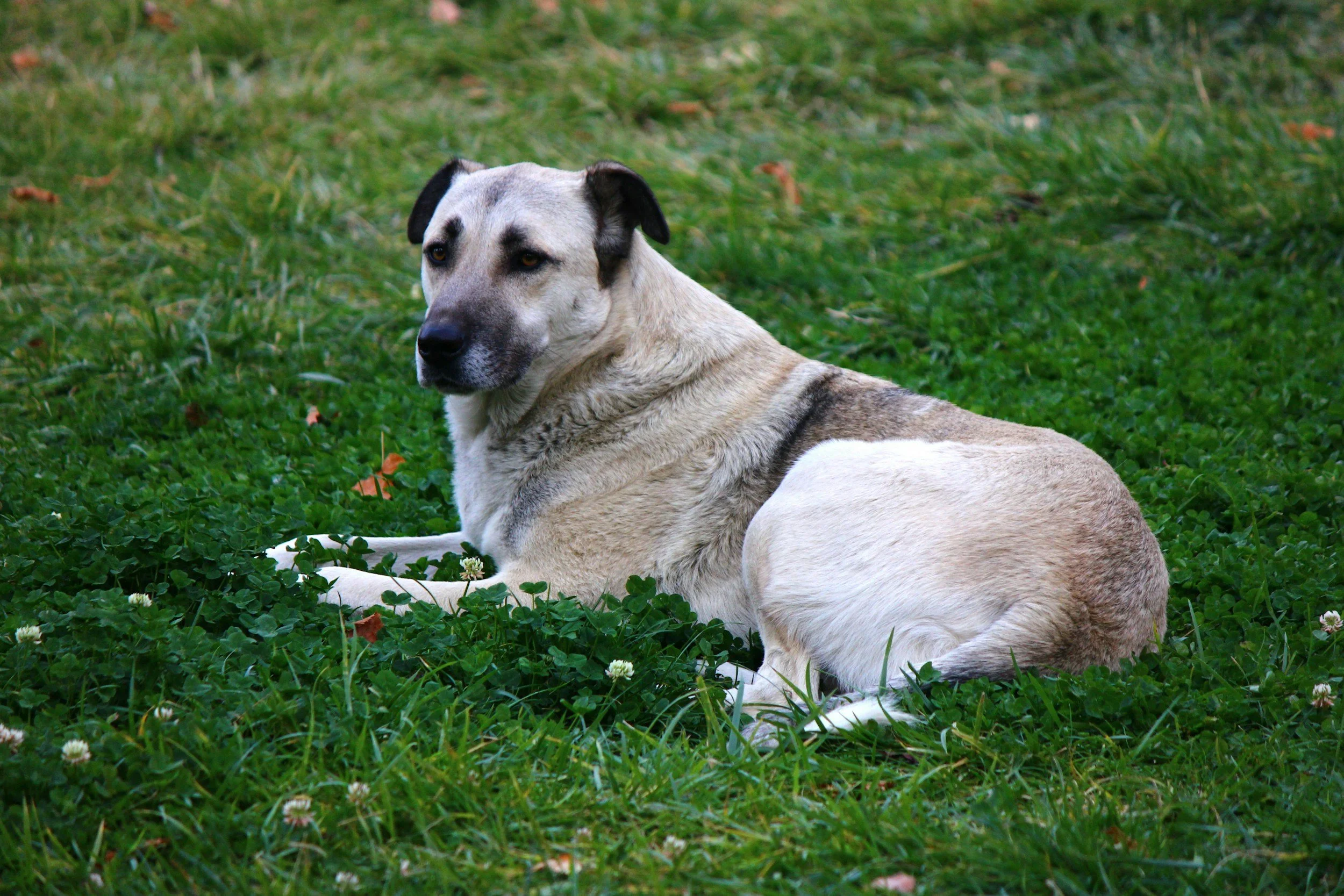 Kangal Training München