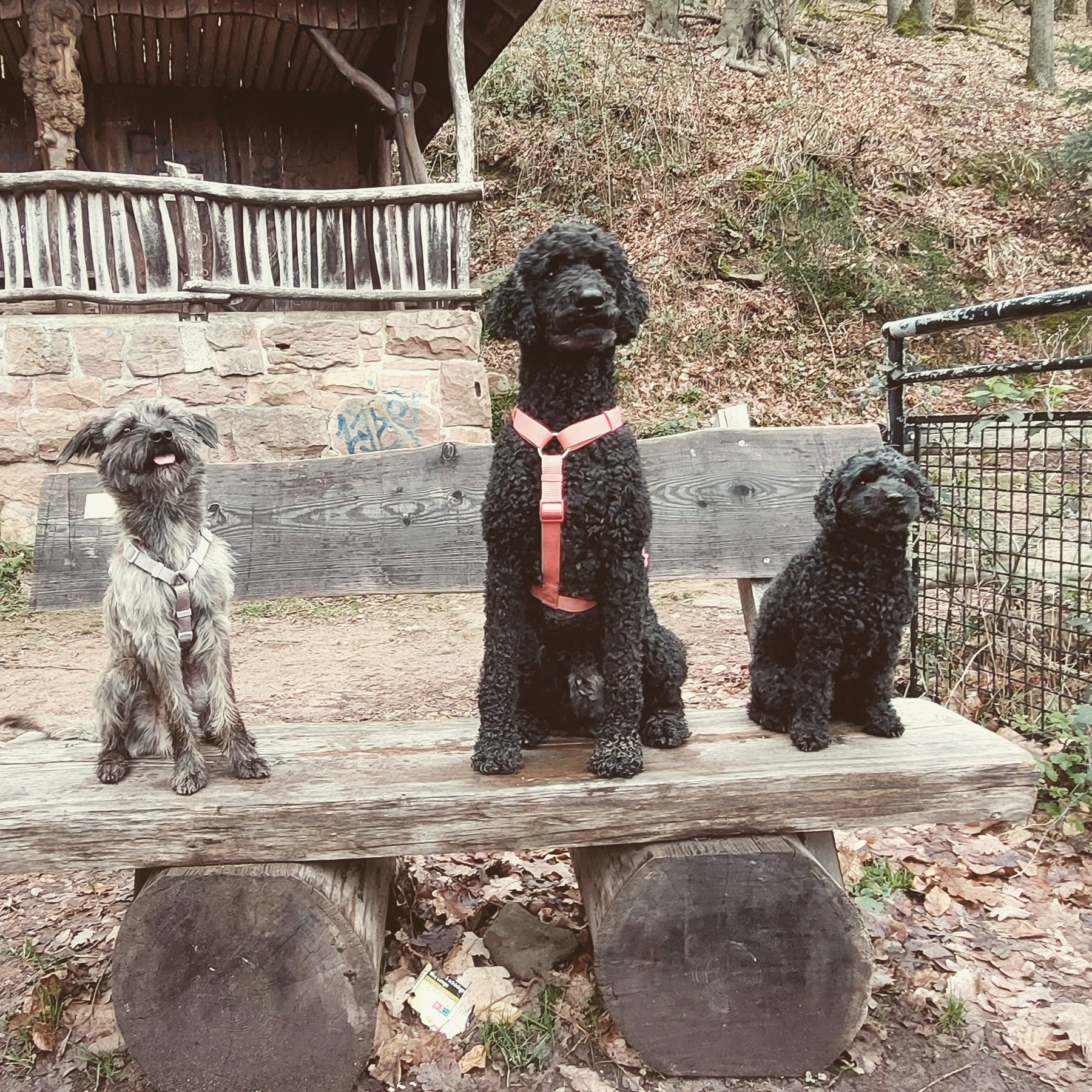 Mehrhundehaltung: Beratung & Grundlagen 