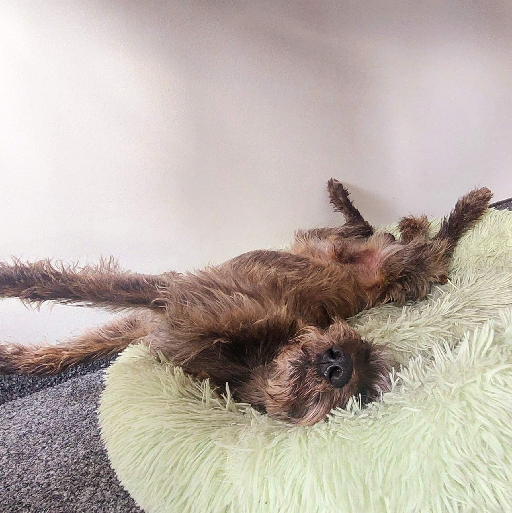 nervöser & aufgeregter Hund: Ruhe lernen