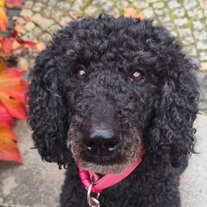 Training reaktiver Hund