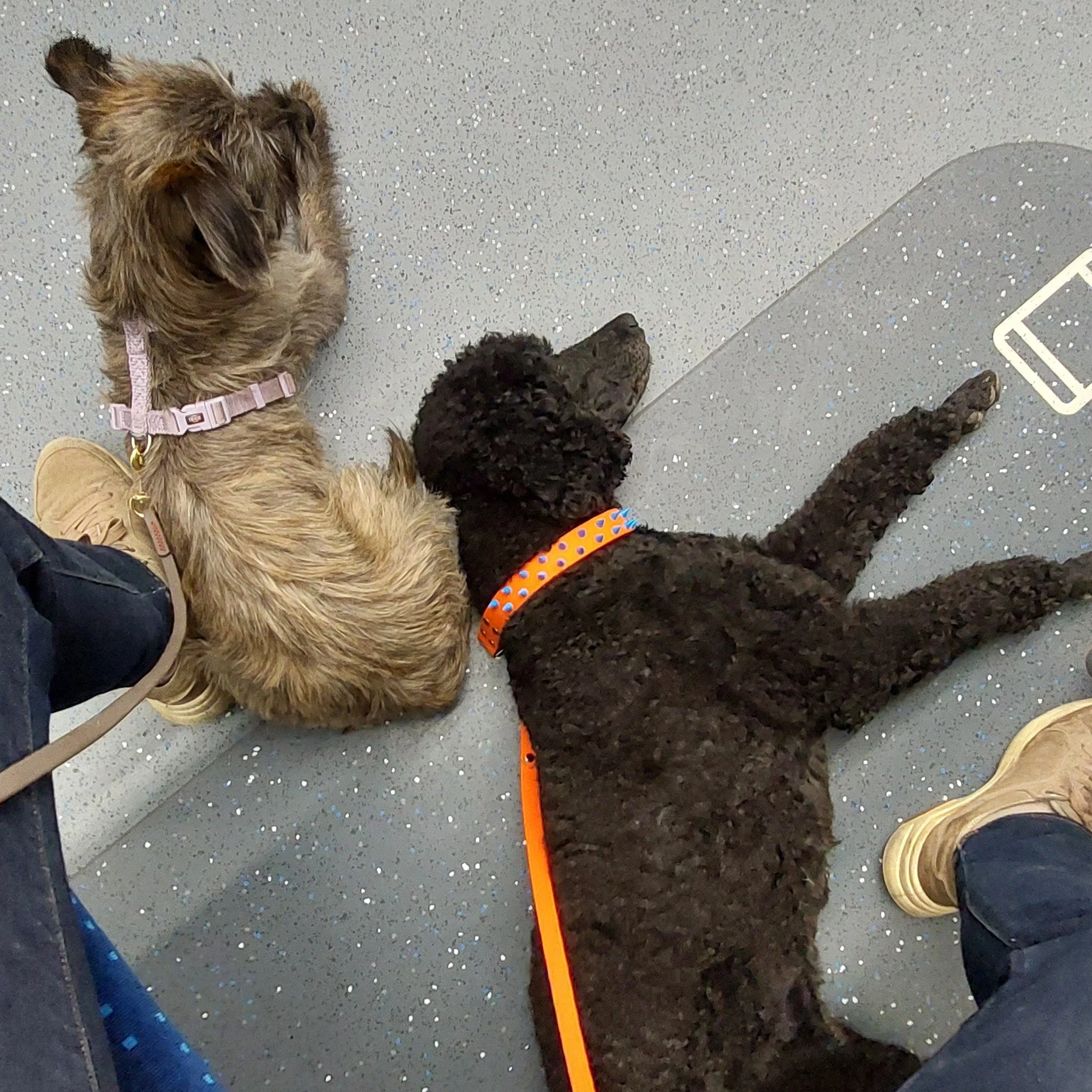 Hund Training U-Bahn