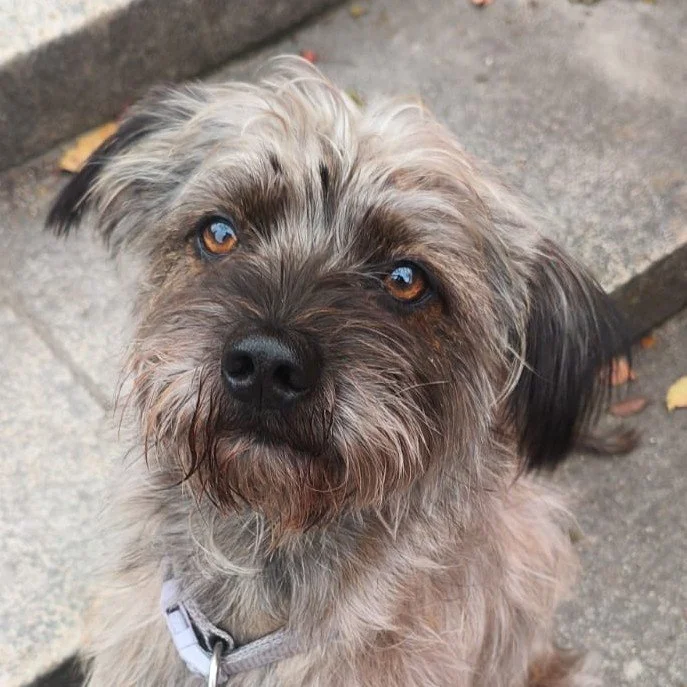 Training Tierschutzhund