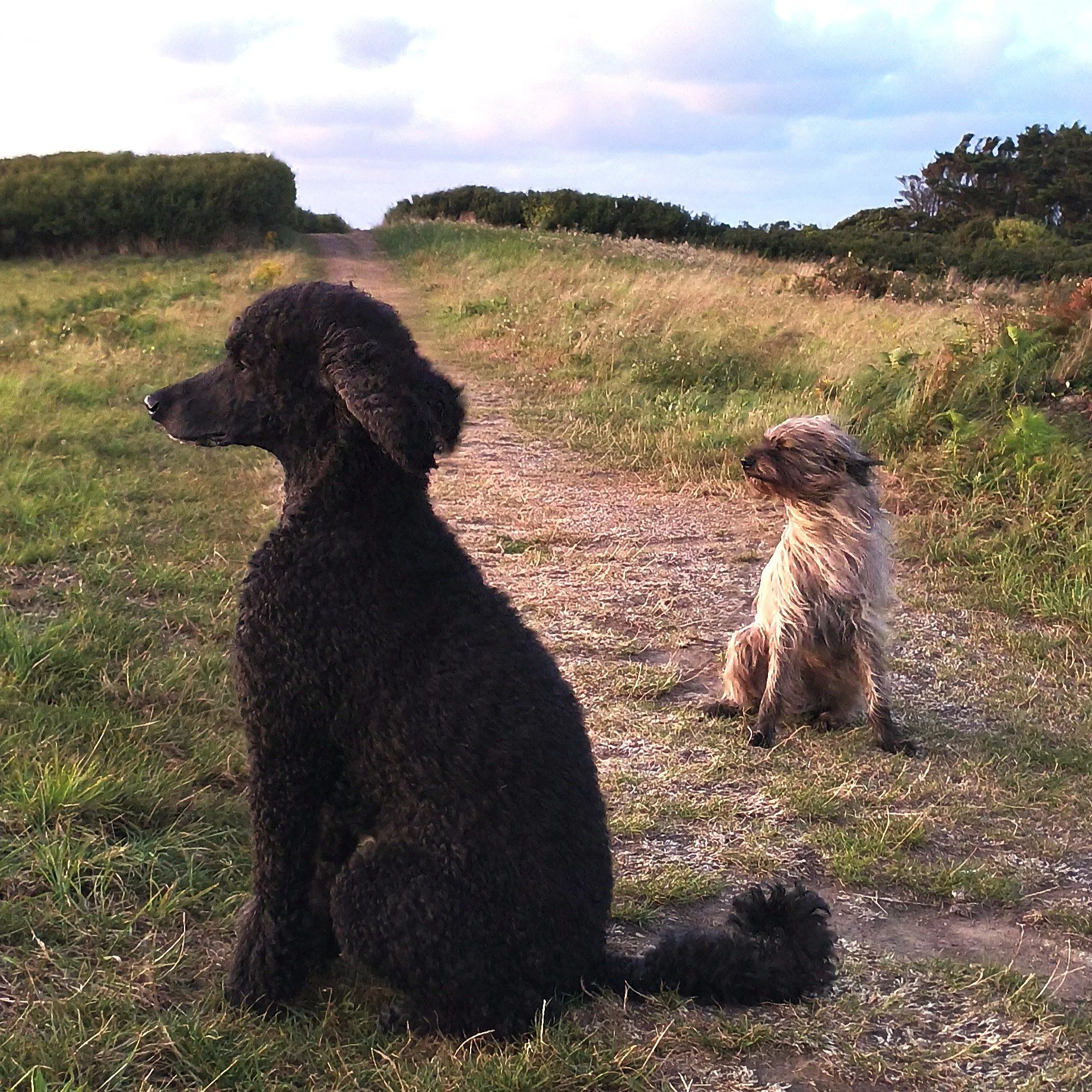 Training ängstlicher Hund